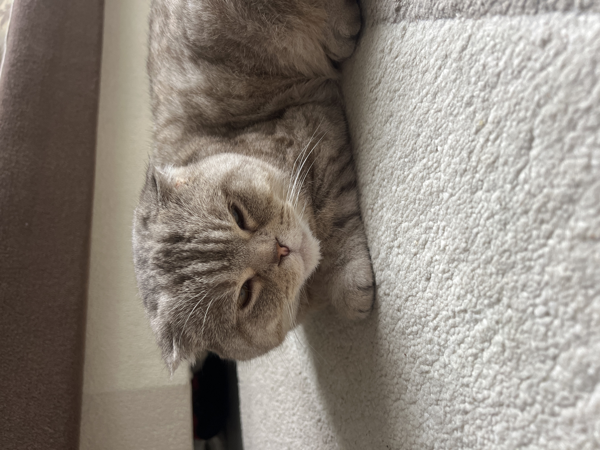A gray tabby Scottish Fold cat is lying on a light gray carpet. The cat's head is slightly tilted towards the left. The cat's eyes are partially closed.
There is no confirmation that this image was taken in the city of Chaikovsky, Russia.