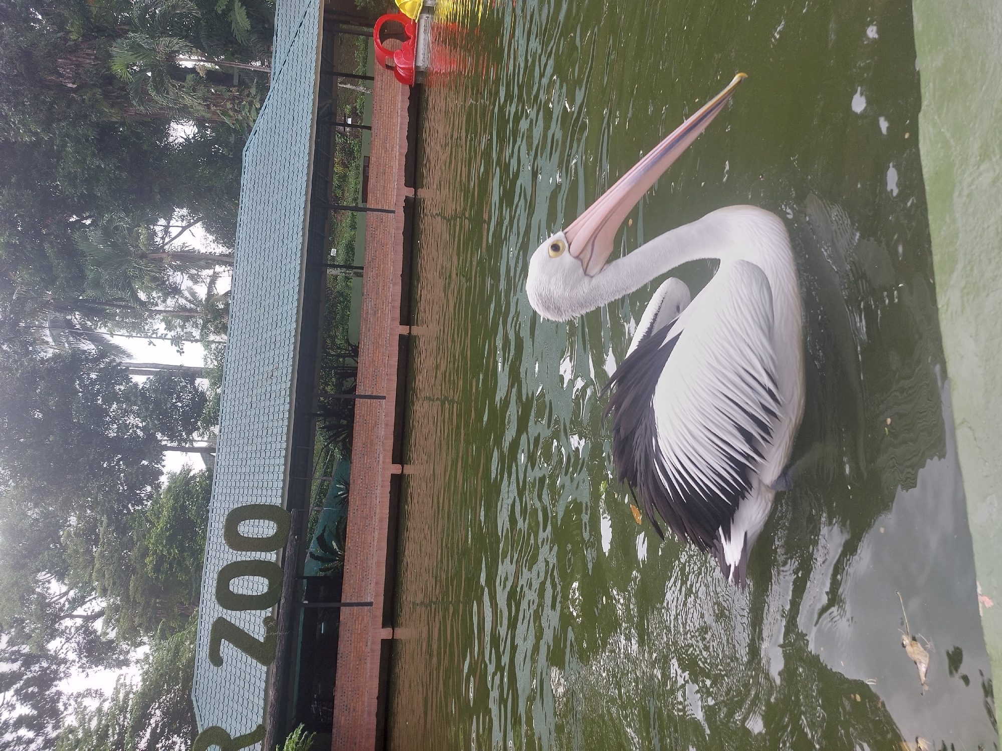 A pelican swims in a murky green body of water, likely a pond or lake, in what appears to be a zoo. The pelican is mostly white with black and white striped wings. Its long pink beak is visible. In the background, there is a building with a green tiled roof and the word "ZOO" spelled out in green, moss-covered letters. There are also trees and a brick wall visible. To the right, there are red and yellow pedal boats on the water, suggesting a recreational area within the zoo. The sky is overcast and the overall lighting is dim. The location is specified as the City of Pematang Siantar, Indonesia, which means this is likely a zoo in that city.
