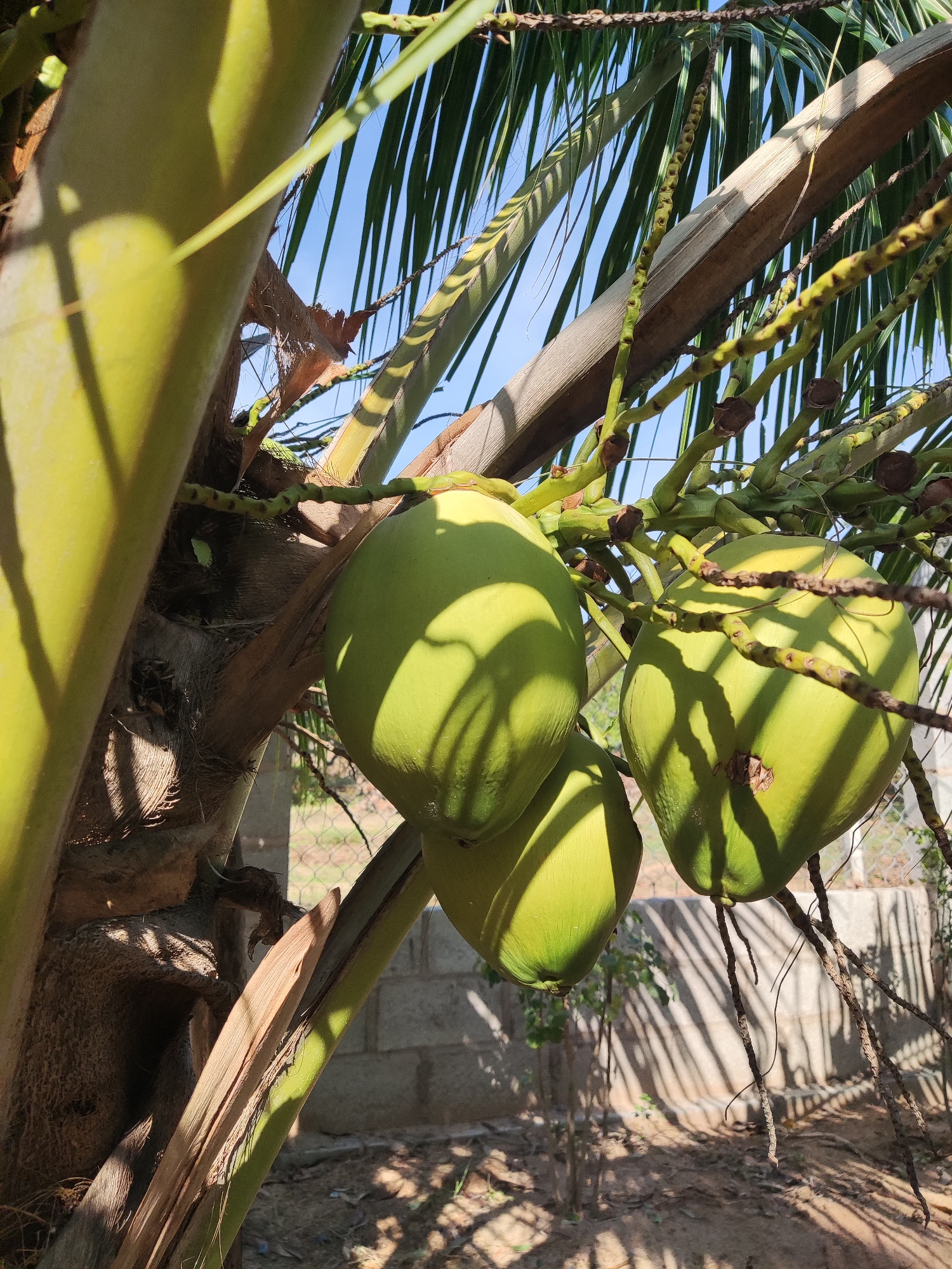 A low-angle shot depicts three green coconuts hanging from a tree in an outdoor setting in Unknown, Unknown. The tree's thick trunk is visible on the left, while its green fronds reach towards a bright blue sky. The coconuts are in various stages of shading. The background includes a fence, a concrete wall, and dappled sunlight filtering through the leaves.