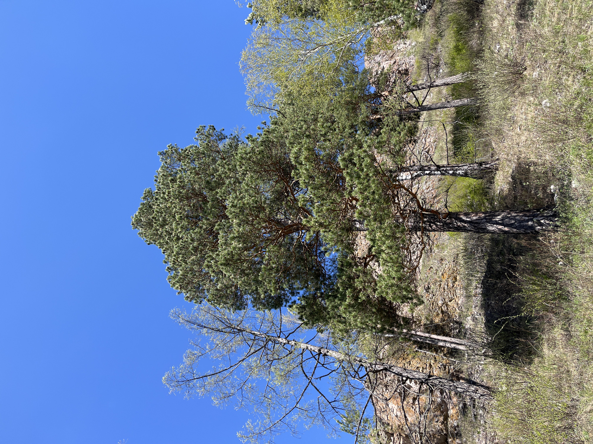 The image shows a landscape with trees against a clear blue sky. A prominent evergreen tree dominates the left side of the frame, while other trees, including some with sparse foliage, are scattered throughout. The trees appear to be growing on rocky terrain. The image was taken at the Krasnoyarsk Pillars National Park.