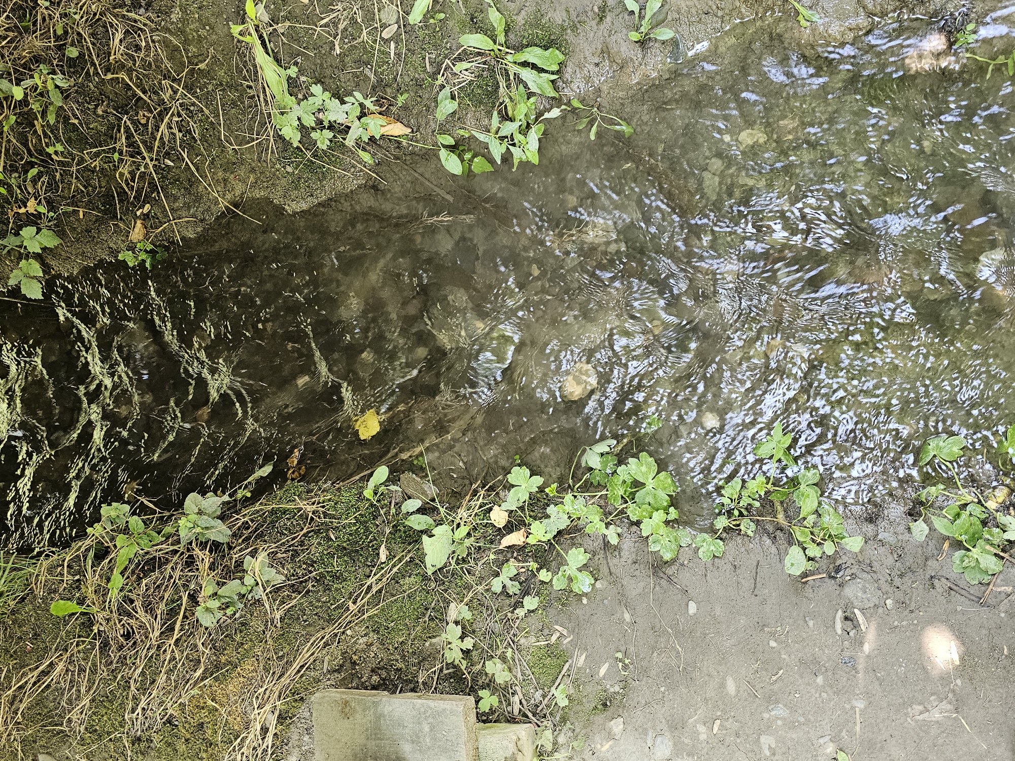 The image depicts a narrow, shallow stream flowing through a naturalistic environment. The stream bed is visible through the clear, rippling water, revealing pebbles and some debris. The banks of the stream are covered with a mix of vegetation, including green leafy plants and dry grasses. Moss is also present on the soil along the banks. On the left side of the frame, a portion of a rectangular concrete object, possibly a step or part of a bench, is visible. The overall impression is that of a serene, outdoor scene in a natural setting. The location is identified as Ден-Булак 2, Kyrgyzstan. There are no people or animals visible in the image.