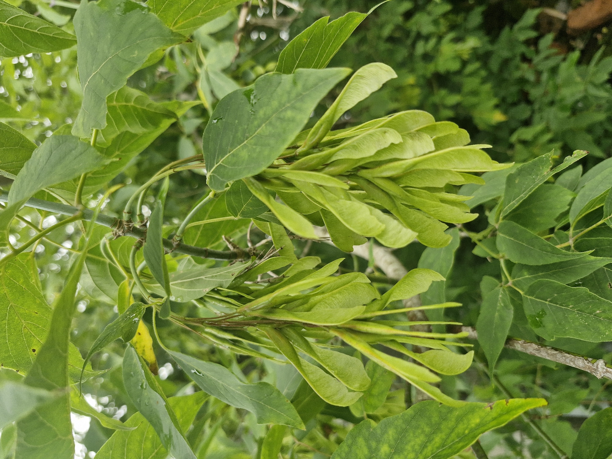 This media file is a close-up, eye-level shot of a tree branch in what appears to be a natural outdoor setting. The primary subjects are the vibrant green leaves and the distinctive winged seeds of the tree. The seeds are clustered together, appearing as small, elongated, paddle-like structures. The leaves are varied in size and shape, with some showing evidence of recent rain, indicated by water droplets. The background is softly blurred, featuring more greenery and hints of a brighter sky, suggesting it's daytime with overcast or dappled sunlight. There are no people or distinct objects, focusing solely on the botanical elements of the tree. The scene conveys a sense of natural growth and the cyclical process of plant reproduction. The location is identified as Ķekava, Latvia. No text is visible in the image.
