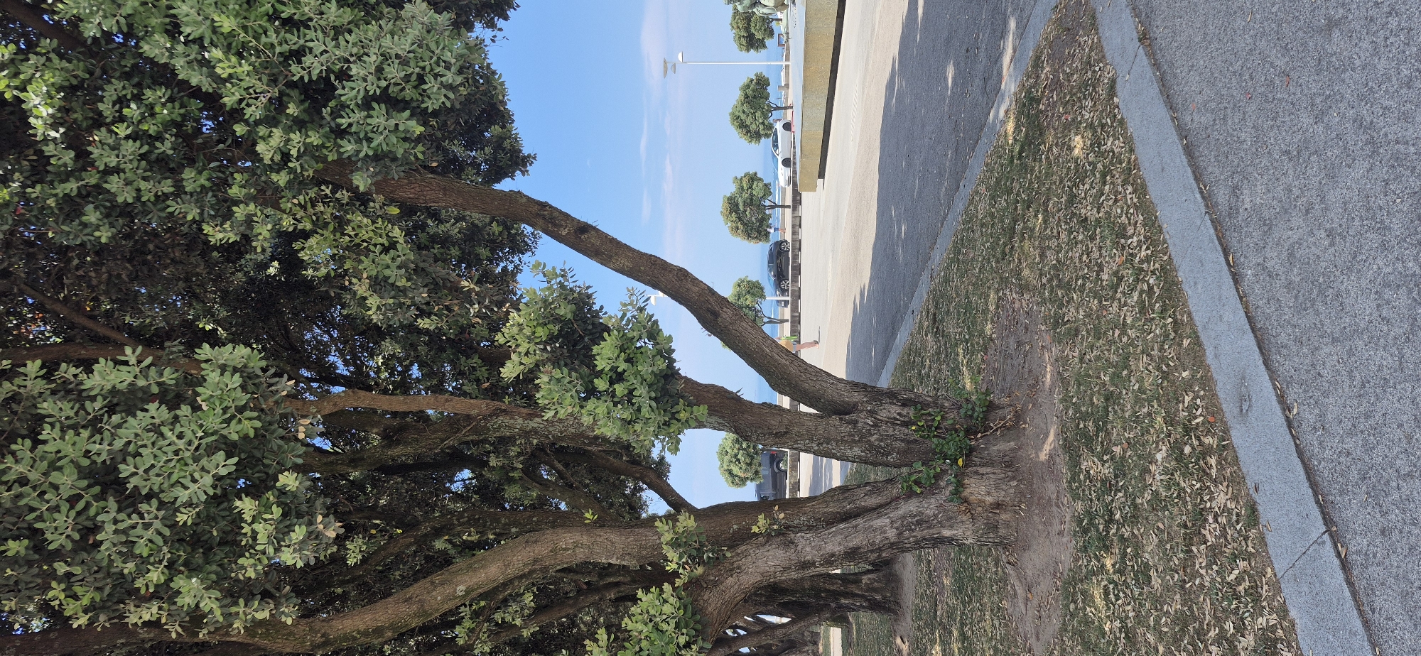 The image captures a sunny day scene along the waterfront in Vila do Conde, Portugal. In the foreground, a cluster of thick-trunked trees with lush green foliage dominates the left side of the frame. The ground beneath the trees is covered with dry leaves and grass. To the right, a paved pathway runs parallel to the trees, bordered by a concrete curb. Further in the background, a road is visible with several cars parked or driving. Beyond the road, a line of manicured, rounded trees separates the road from the calm, blue sea. The sky is clear and bright blue. A single person, wearing a light-colored garment, is walking on the pathway in the middle distance. A white lamppost stands on the right side of the pathway. A large stone structure, possibly a monument or fountain base, is partially visible on the far right. The scene conveys a tranquil coastal atmosphere typical of Vila do Conde's promenades.
