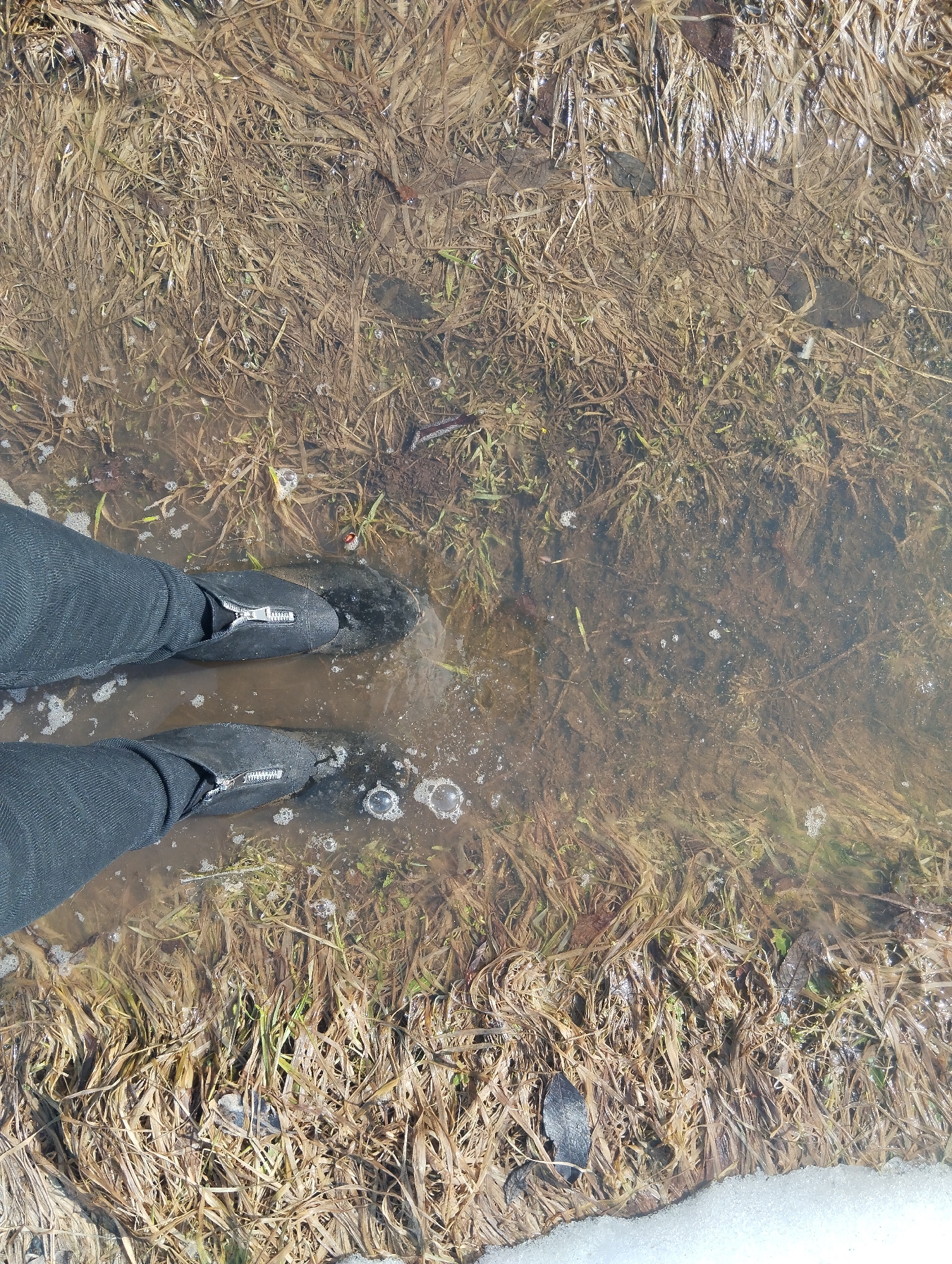 An overhead shot depicts two feet encased in black boots, standing in a puddle of water over brown grass. The boots are paired with black pants and have zippers on the top of each boot. Bubbles are visible in the water around the boots. The water reflects the color of the surrounding grass and earth. The edges of the puddle are fringed with brown, dry grass, and a patch of snow is visible in the lower right corner. The location is Grishanki, Russia.