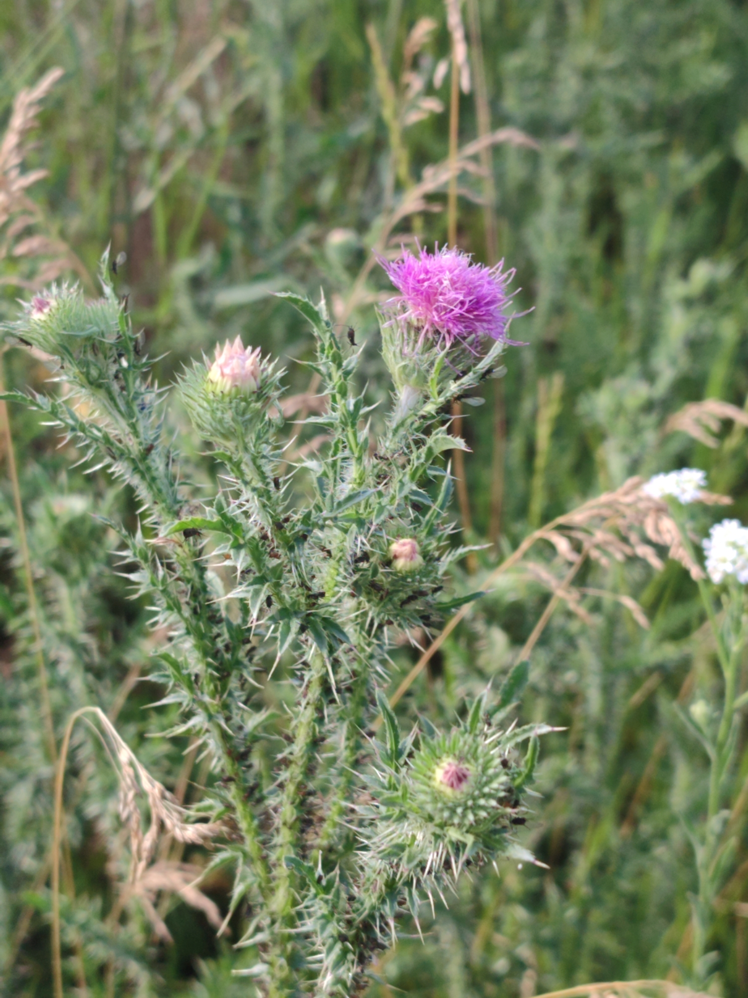 In the foreground, a spiky thistle plant is in focus. The thistle has several buds and one open purple flower. The plant is covered in sharp spines. In the background, other plants and grasses are out of focus. There are also some small white flowers to the right of the thistle. The lighting suggests it is daytime.