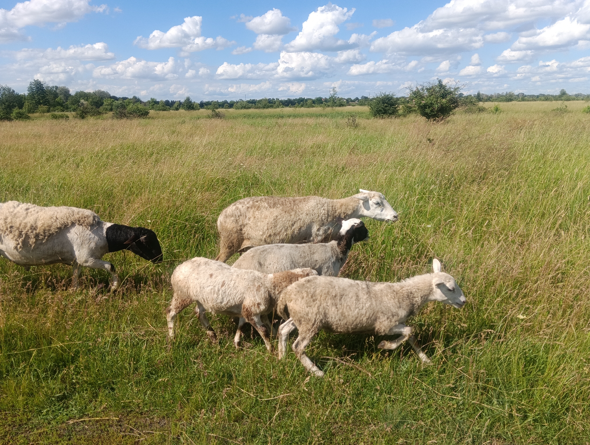 A flock of six sheep walks across a grassy field under a partly cloudy sky. The sheep are of various sizes and colors, with some having black heads and white bodies, while others are entirely white. The field is covered in tall green and brown grass, and trees and shrubs are visible in the background. The sky is a bright blue with scattered white clouds. The image appears to be taken in an outdoor, rural setting, possibly a pasture or meadow.