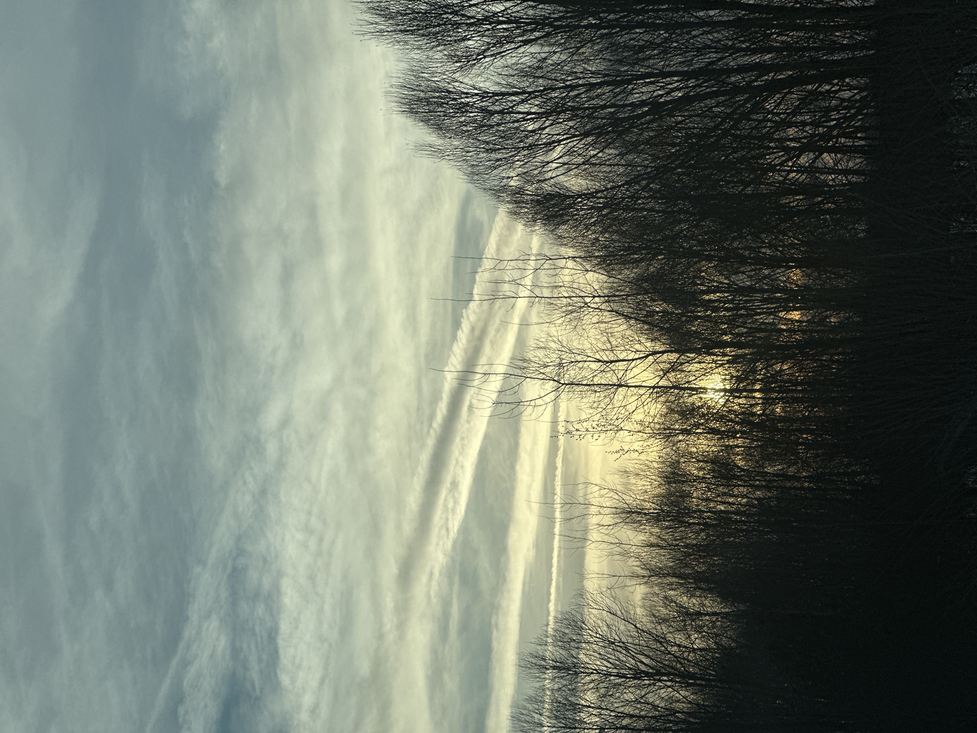 This image depicts a natural landscape in Sviyazhsk, Russia, under conditions consistent with either sunrise or sunset. The upper two-thirds of the frame are occupied by a sky featuring a gradient from light grey-blue at the top to a pale yellow-orange near the horizon. Multiple aircraft contrails are present, appearing as elongated white streaks across the sky, with some dissipating into wider cloud formations. The lower portion of the image displays a dense mass of leafless deciduous trees, silhouetted in dark tones against the brighter horizon. A strong, diffused light source, consistent with the sun, is visible through the bare branches in the central-right and lower-right areas, creating a bright glow behind the foliage. No human figures, animals, or man-made structures beyond the atmospheric contrails are present. The absence of leaves on the trees indicates a late autumn, winter, or early spring season.