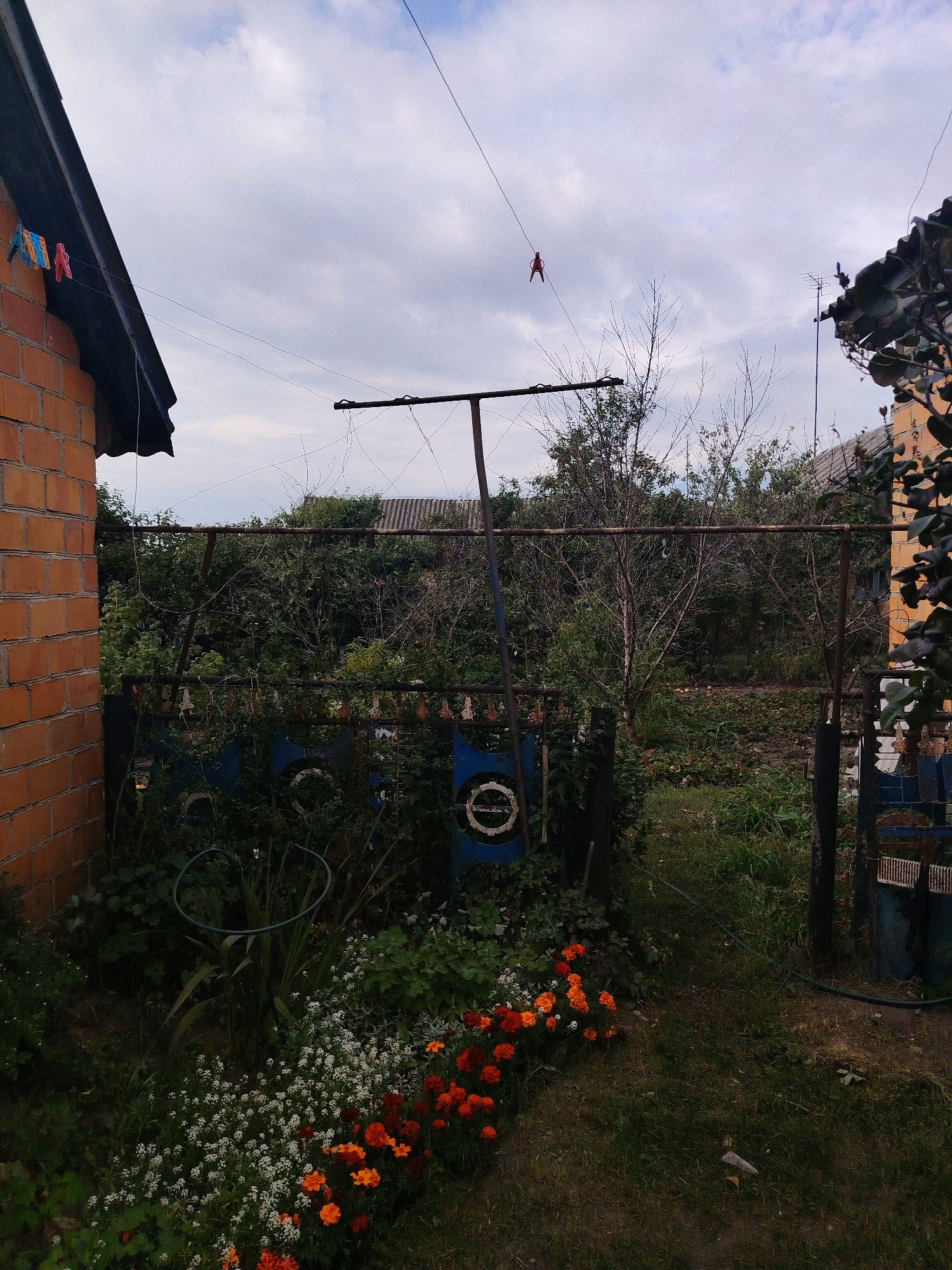 The image depicts a backyard scene in Бродніцкі сельскі Савет, Belarus. A brick building, partially visible on the left, features a dark roof and a clothesline strung with three clothespins. Another clothesline extends across the frame, with a single red clothespin suspended mid-air. A rusty metal clothes drying rack stands in the middle ground, with tangled wires and branches around it. Behind the rack, a dense growth of trees and bushes forms a green backdrop. In the foreground, a patch of vibrant orange and white flowers adds a touch of color to the otherwise overgrown garden. A blue, weathered fence with circular decorative elements runs across the mid-ground, partially obscured by vegetation. The sky is overcast with scattered clouds. The overall impression is one of a rural, somewhat neglected domestic outdoor space.