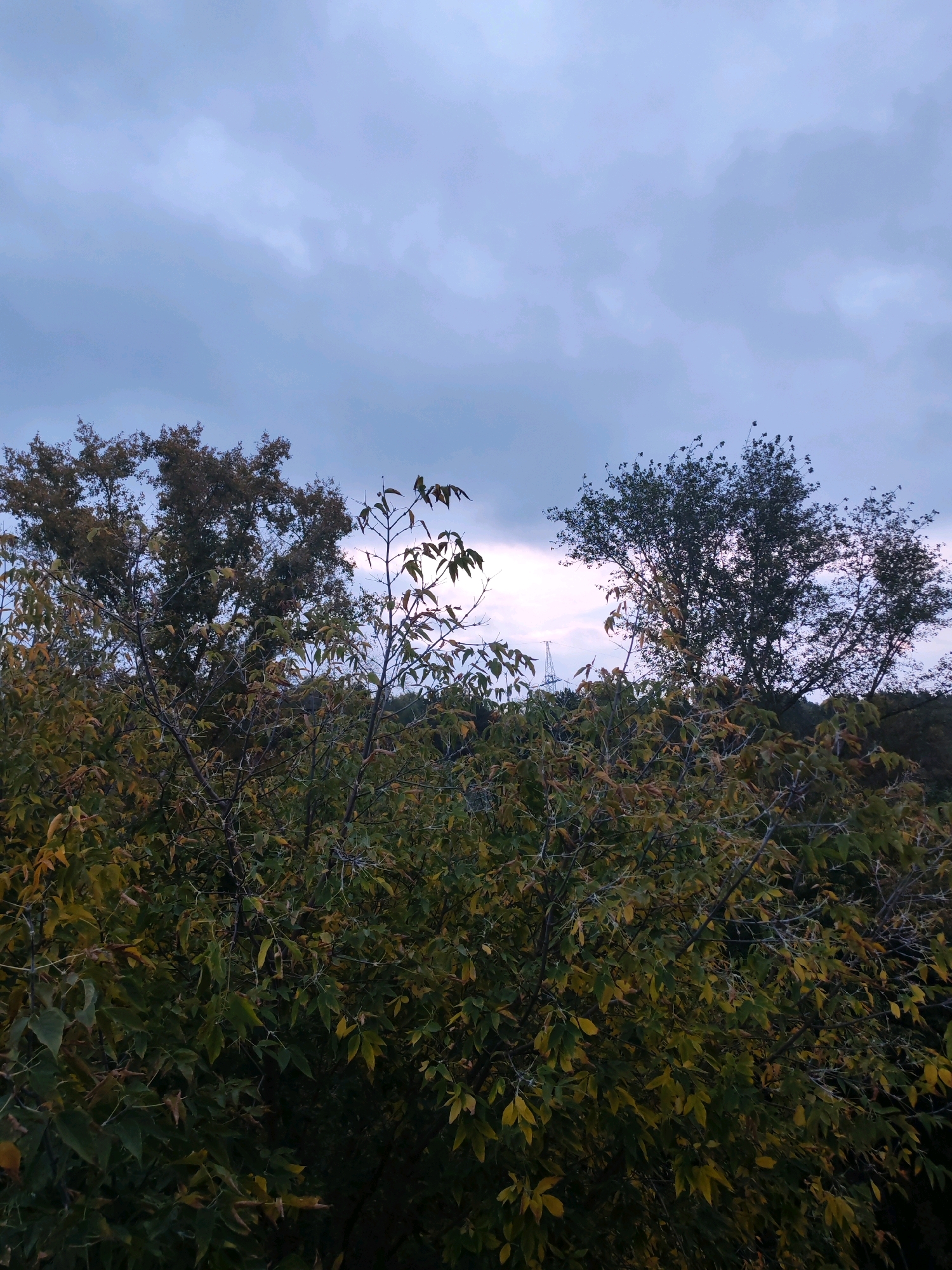 The image depicts a landscape scene with trees and a cloudy sky. The foreground is filled with dense foliage, with leaves showing a transition from green to yellow, suggesting an autumn season. Several trees are visible in the middle ground, their branches silhouetted against the sky. The sky is overcast with a soft light breaking through the clouds in the center, creating a subtle gradient. In the distance, a faint outline of utility poles can be discerned against the horizon. The overall atmosphere is subdued and natural. No specific location in Izhevsk, Russia can be identified from the provided visual information.