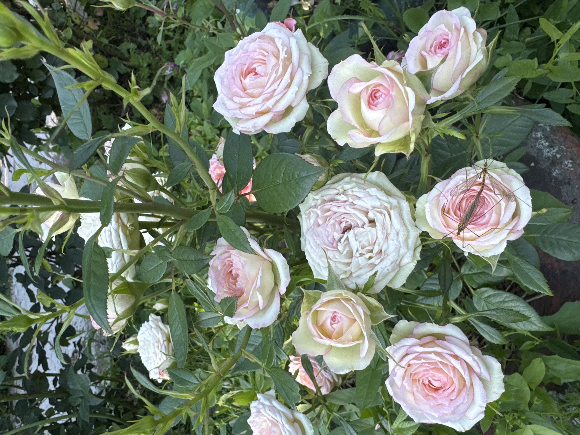 A cluster of light pink and white roses, some in full bloom and others as buds, are densely packed on a bush. The roses exhibit delicate, layered petals. A large insect, possibly a crane fly, is perched on the petals of one of the roses. The rose bush is surrounded by green foliage and appears to be in a garden setting, with a hint of a stone or brick structure visible in the lower right corner, suggesting an outdoor environment. The lighting suggests it is daytime. The image appears to be taken at ground level, looking up into the rose bush. There are no people visible in the image.