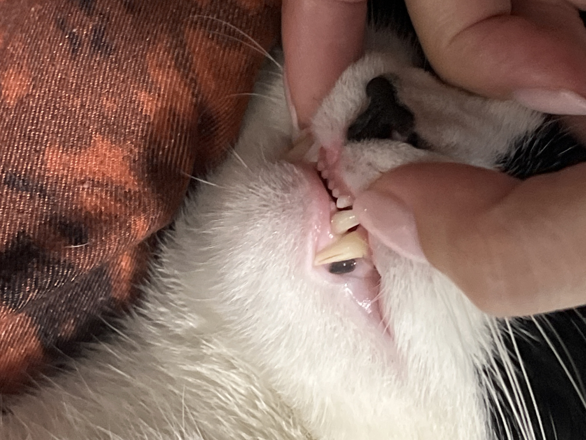 This is a close-up, high-angle, medium shot of a cat's mouth. The cat's fur is white and its mouth is open, revealing its teeth. Some of the teeth appear yellowish and worn. The cat's tongue is pink, and its gums are also pink. The cat's nose is black and white. A human hand is visible, gently pulling back the cat's lips to expose its teeth. The background consists of a textured, orange and brown fabric. There is no indication of the city of Smolenskaya, Russia in this image.