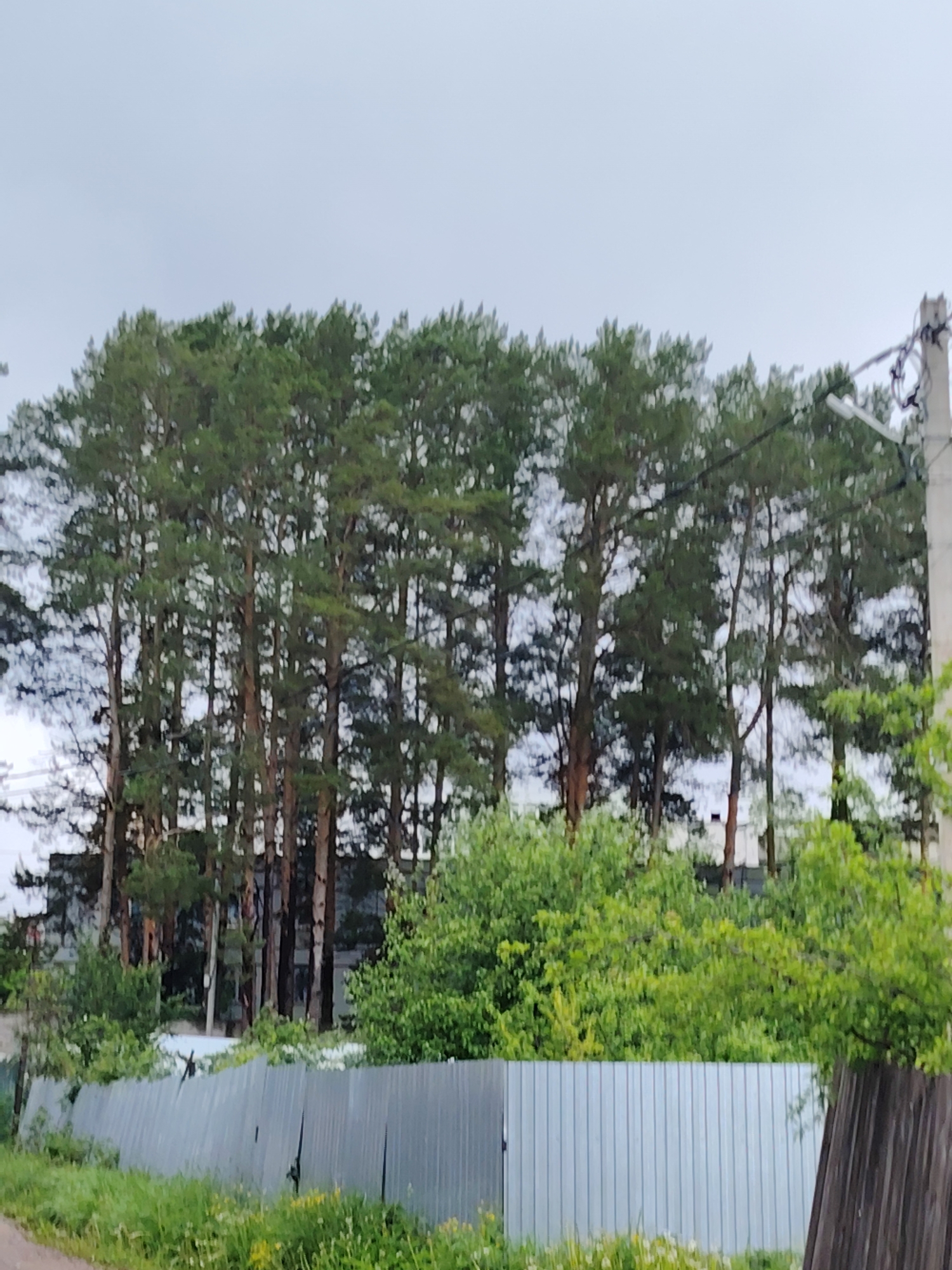 The photograph depicts a row of tall pine trees lining a property boundary in Chaikovsky, Russia. A corrugated metal fence stands in the foreground, partially obscured by lush green shrubs and vegetation. Behind the trees, the silhouette of a building is faintly visible. A utility pole with a streetlight is situated on the right side of the frame. The sky overhead is overcast and gray.