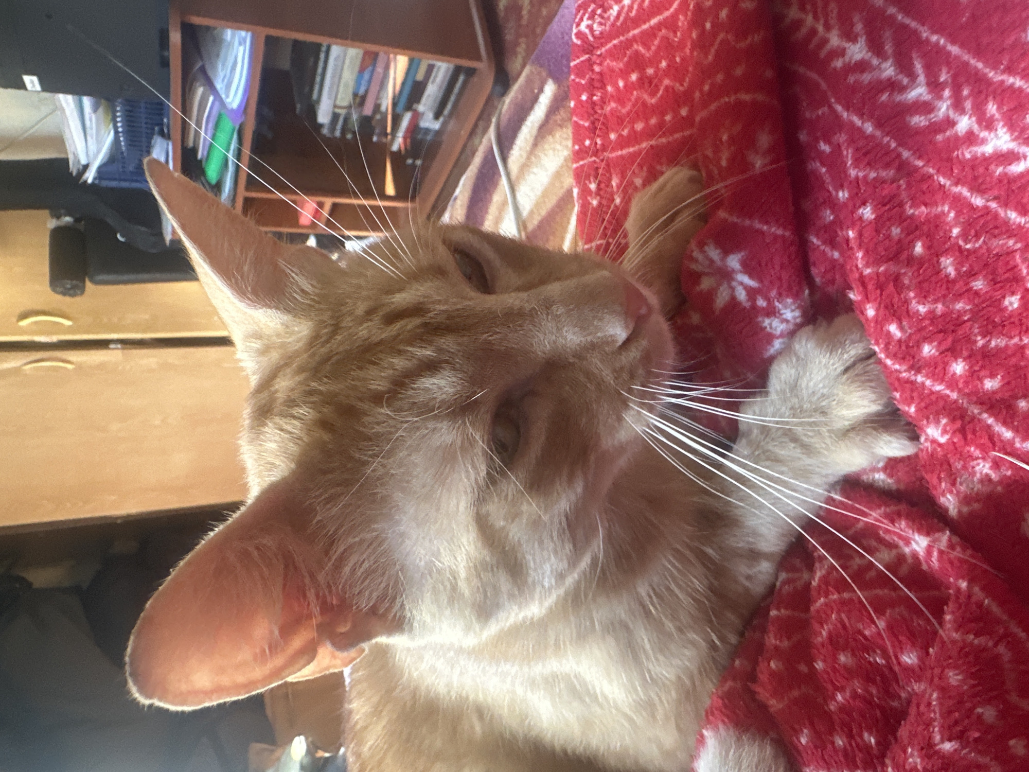 An orange tabby cat is lying on a red blanket with a white snowflake pattern. The cat is facing to the right, with its head slightly lowered. Its whiskers are long and white, and its ears are large and pointed. The background is blurred, but it appears to be a room with wooden furniture and shelves filled with books. The lighting is warm and natural, suggesting it might be daytime. This scene is located in Sloboda-Selets, Ukraine.