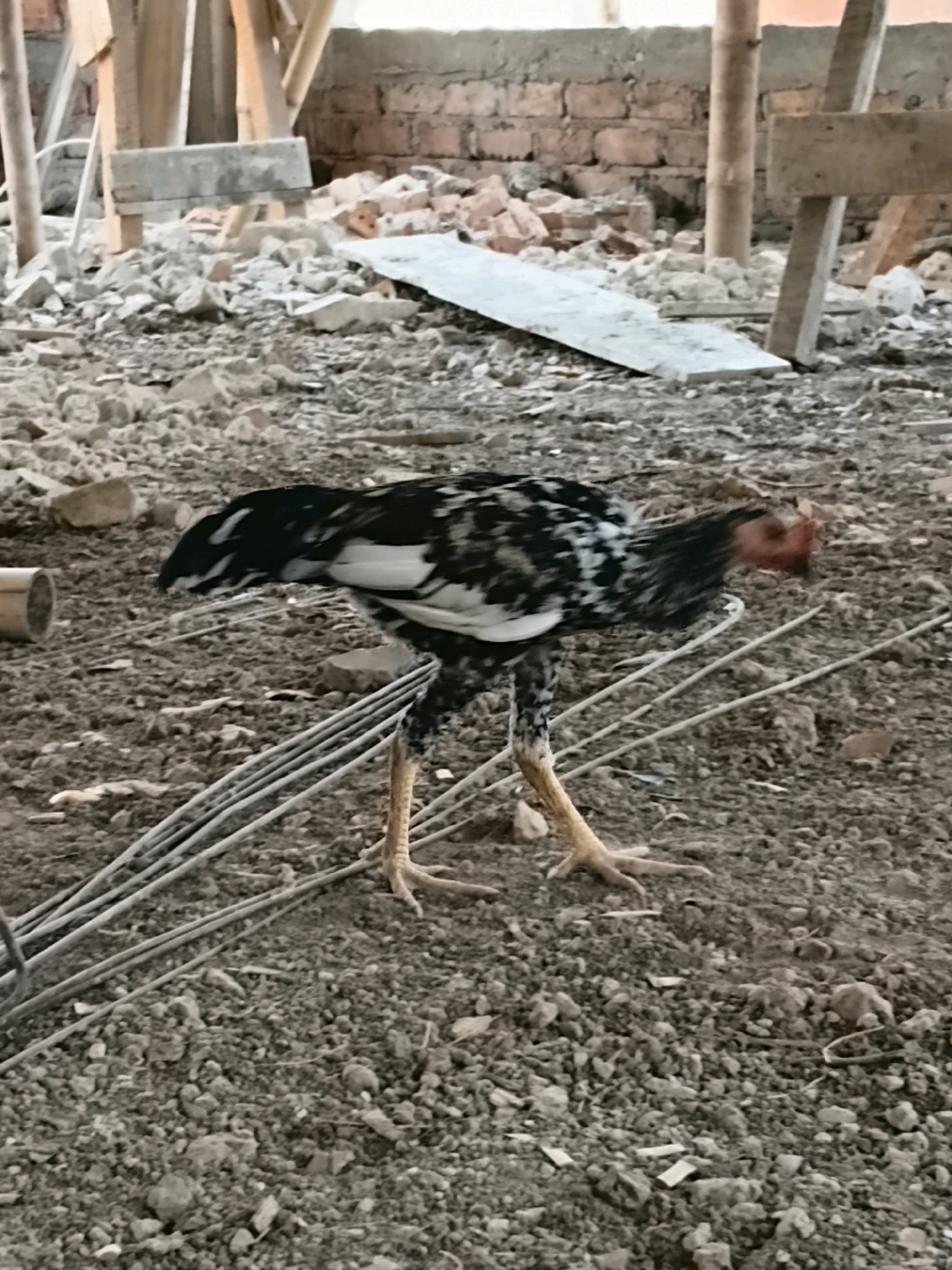 A young rooster with black and white speckled plumage stands on a ground littered with dirt, small rocks, and rebar, in an outdoor, construction-like environment. The rooster is facing right and appears to be pecking at the ground. In the background, there are remnants of brick walls, wooden beams, and debris, suggesting a partly built or demolished structure. The overall scene is gritty and utilitarian, indicative of a rural or developing area. This scene is located in Margo Rukun, Indonesia.