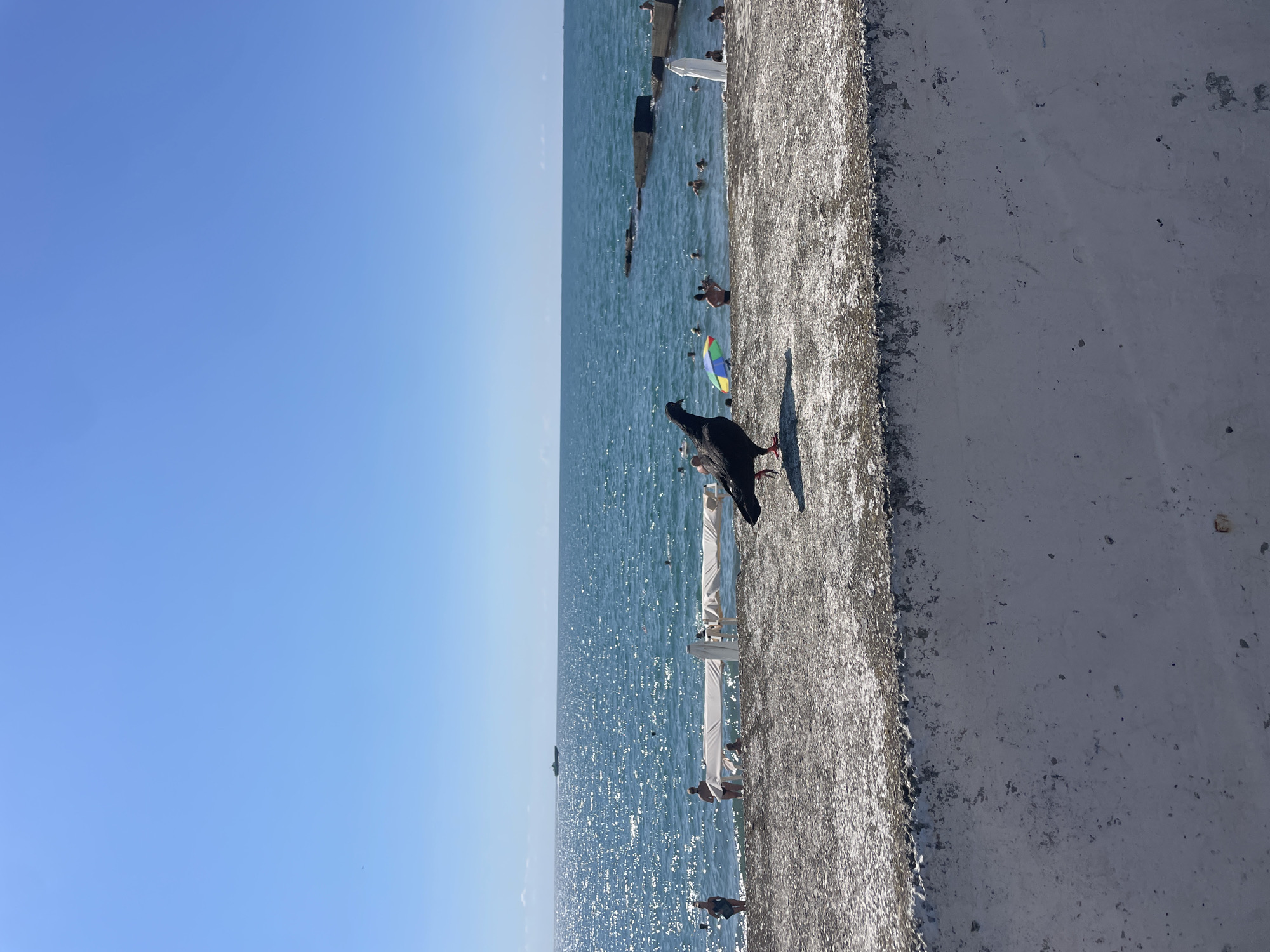 The image depicts a scene at a beach in Sochi, Russia, on a clear, sunny day. In the foreground, a gray pigeon stands on a concrete barrier. Beyond the barrier, a pebble beach leads to the glistening blue sea. Several people are visible in the water, swimming and relaxing. A white canopy structure with poles is set up on the beach, and further out in the sea, a dark-hulled ship is sailing. The sky is a clear, bright blue, with no clouds. The overall impression is one of a typical summer day at a seaside resort.
