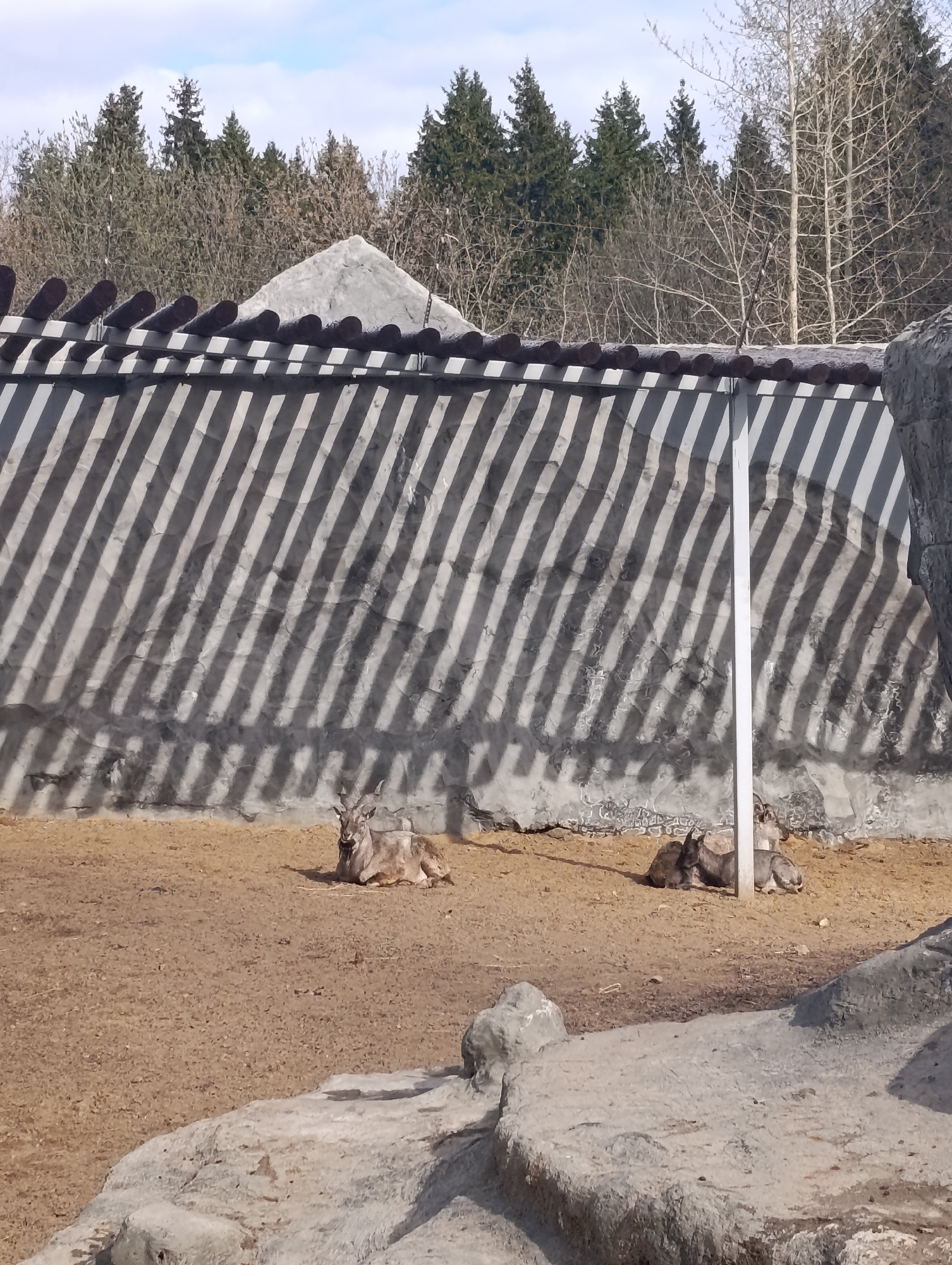 The image depicts three markhors lying on the ground in an enclosure. The enclosure has a high wall behind them, with shadows of a barred structure creating alternating stripes of light and dark. In the background, trees are visible, including both evergreen and bare-branched varieties. The foreground includes rocky terrain. The photo was taken in Perm, Russia.