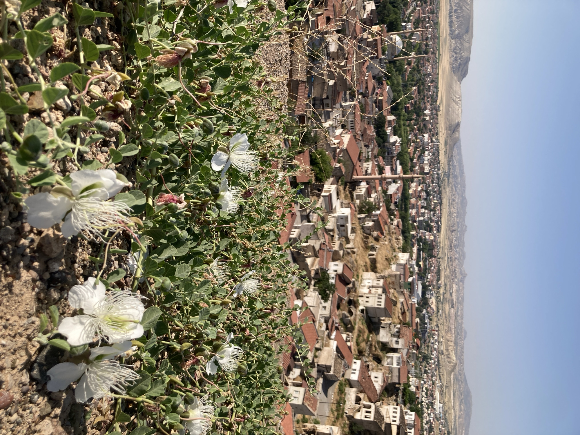 This image provides a high-angle view of the city of Avanos İlçe Merkezi, Turkey, with a foreground of white caper flowers and green foliage. The city below is densely packed with buildings featuring red tile roofs, interspersed with trees and greenery. Several minarets, characteristic of mosques, are visible, indicating a significant presence of Islamic architecture. In the background, a vast, arid landscape of rolling hills and rock formations stretches towards the horizon under a clear blue sky. The foreground foliage is lush and vibrant, contrasting with the dry, earthy tones of the ground and the distant landscape.
