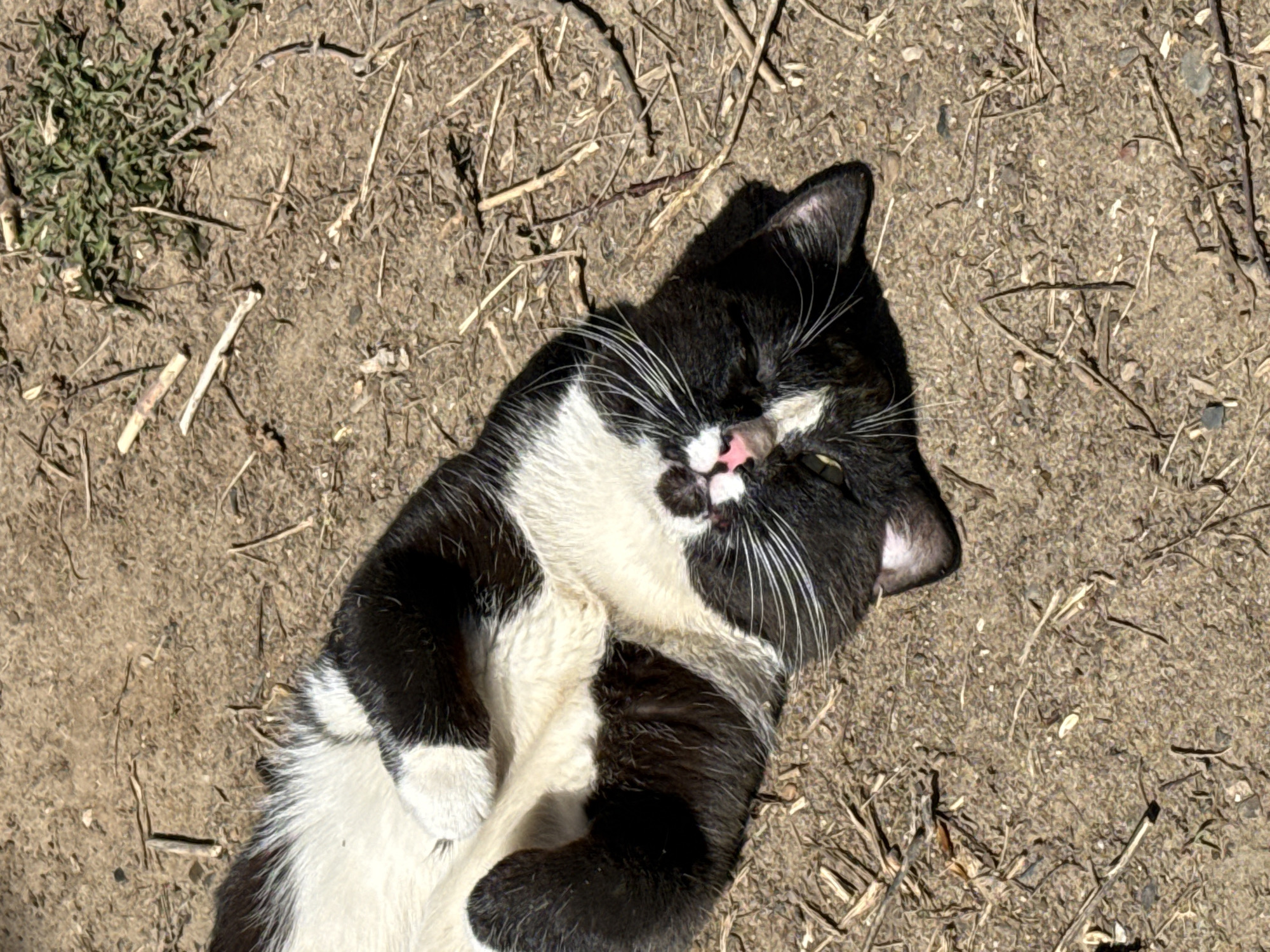 The image depicts a black and white cat lying on its back on dry, dirt-covered ground interspersed with small twigs and sparse vegetation. The cat appears relaxed, with its eyes partially closed and its paws curled. The scene is outdoors, in daylight. There is no indication of a specific location in Chaikovsky, Russia.