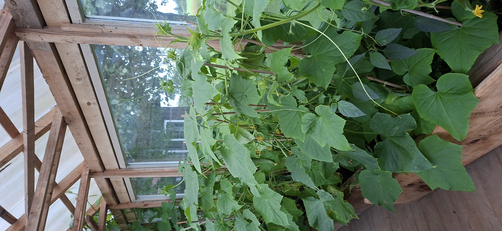 This image shows a greenhouse in Orissaare, Estonia, with a dense growth of cucumber plants. The greenhouse is constructed of wood and translucent roofing material. The cucumber plants are in raised wooden beds and have large, green leaves and climbing tendrils. Several small yellow flowers and developing cucumbers are visible among the foliage. The background shows a reflection of trees and buildings in the greenhouse windows. The scene is well-lit, suggesting it was taken during the daytime. There are no people visible in the image.
