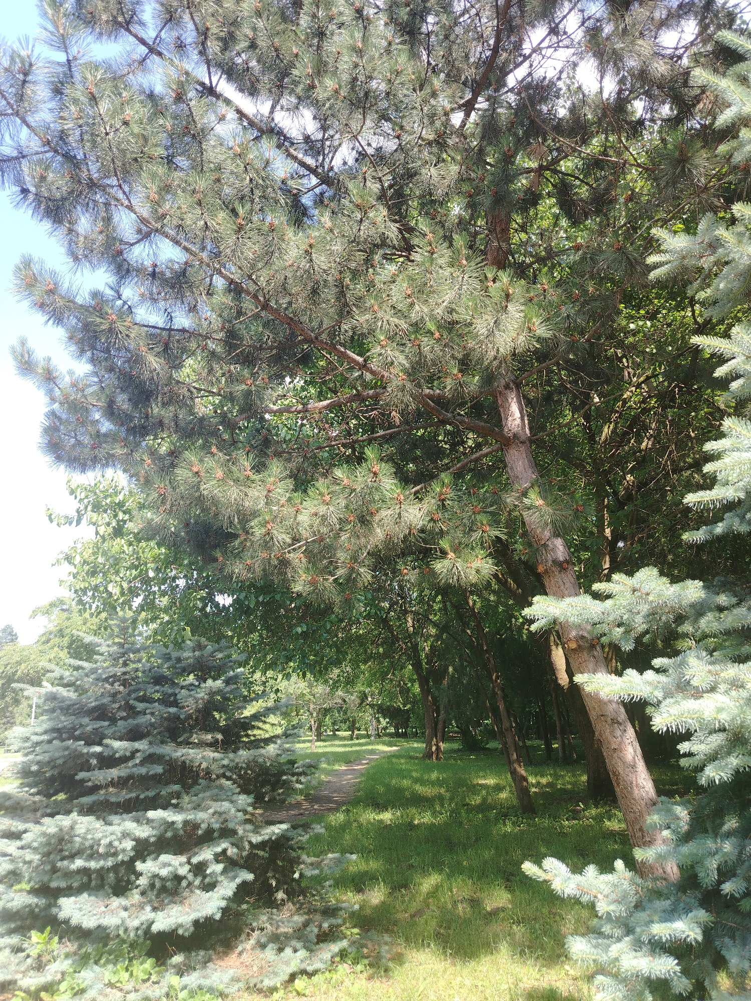 The image depicts a sun-dappled park area with a winding path leading into a wooded section. In the foreground, a large pine tree with dense needles and visible cones dominates the left side, its trunk angled. To the left and right, blue spruce trees with their characteristic bluish-green foliage frame the scene. The background reveals a grassy area with more trees, creating a sense of depth. The sky is visible through the branches of the pine tree, appearing bright blue. The lighting suggests it is daytime, with sunlight casting shadows on the grass. The scene appears to be located in a park within the city of Krasnodar, Russia, a common setting for such natural landscapes within urban environments. There are no people or specific man-made structures clearly visible in the image.