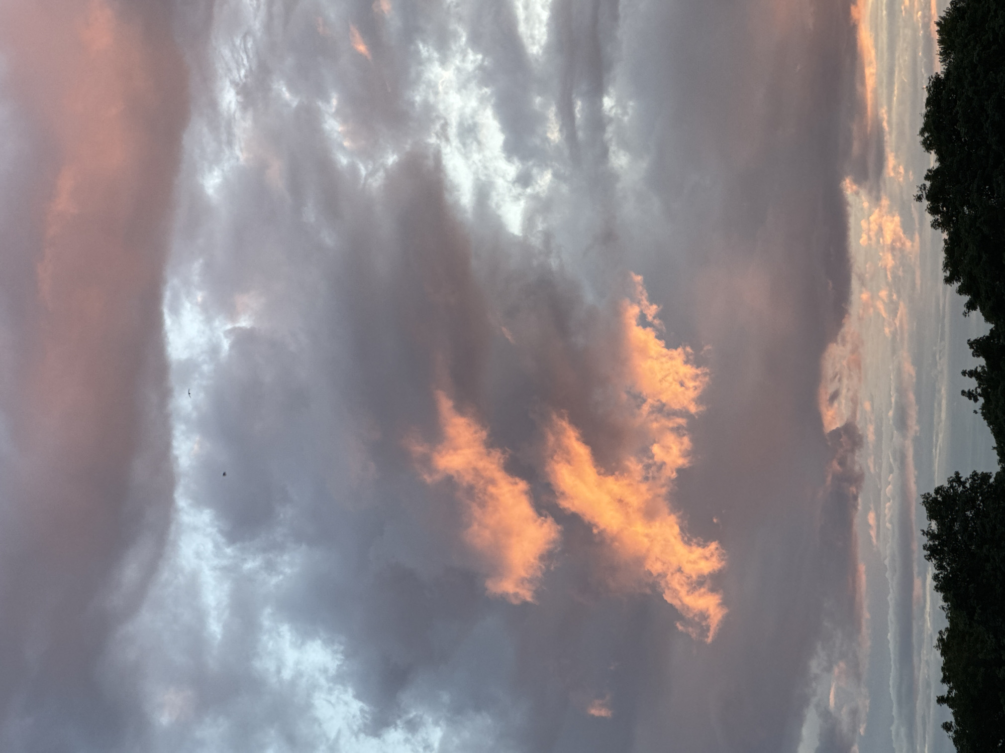 A cloudscape with the upper portion of silhouetted trees in the foreground. The sky is filled with various cloud formations, some illuminated with a warm, reddish-orange glow, while others are darker gray and purple hues, possibly indicating an approaching storm or the aftermath of a sunset. A few small, dark objects, possibly birds, are visible in the sky. The lighting suggests it is either sunrise or sunset. The image does not provide any specific geographical markers to indicate a location within Saint Petersburg, Russia.