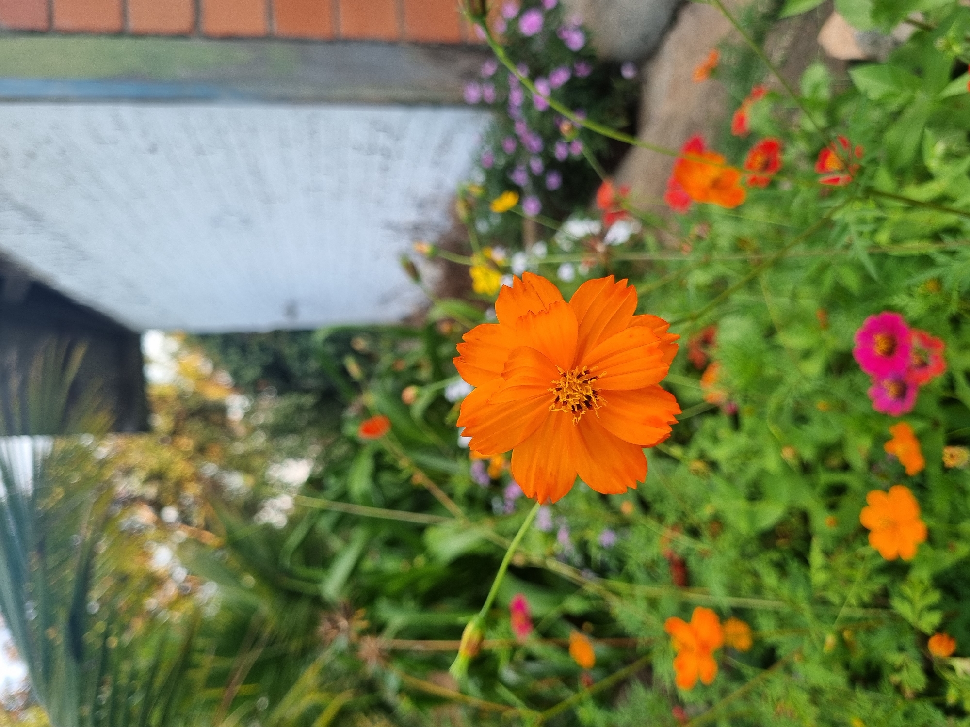 In Laranjal Paulista, Brazil, a close-up shot captures a vibrant orange cosmos flower in sharp focus, its delicate petals and intricate center drawing the viewer's eye. The flower is positioned in the foreground, with a blurred backdrop of lush green foliage and other colorful flowers, including hints of pink and yellow. In the upper right portion of the image, a textured white brick wall and a portion of an orange brick wall suggest the presence of a building. The scene appears to be a garden setting, bathed in natural light, creating a serene and picturesque atmosphere. There are no people or animals visible in the frame.