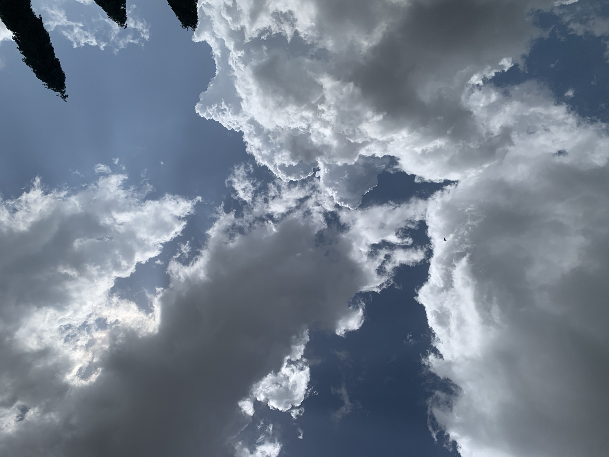 This is a wide-angle shot from below, capturing a dramatic sky filled with large, fluffy white and dark gray cumulus clouds. The sky is a deep blue, with patches of sunlight breaking through the clouds, creating illuminated areas. In the foreground and along the bottom edge of the image, the dark silhouettes of three tall, slender trees are visible, likely cypress trees given their shape. The trees are positioned in the lower right and bottom left corners of the frame. The overall impression is of a dynamic sky on a day with mixed weather conditions. The location is identified as Kuru Karama, Nigeria.