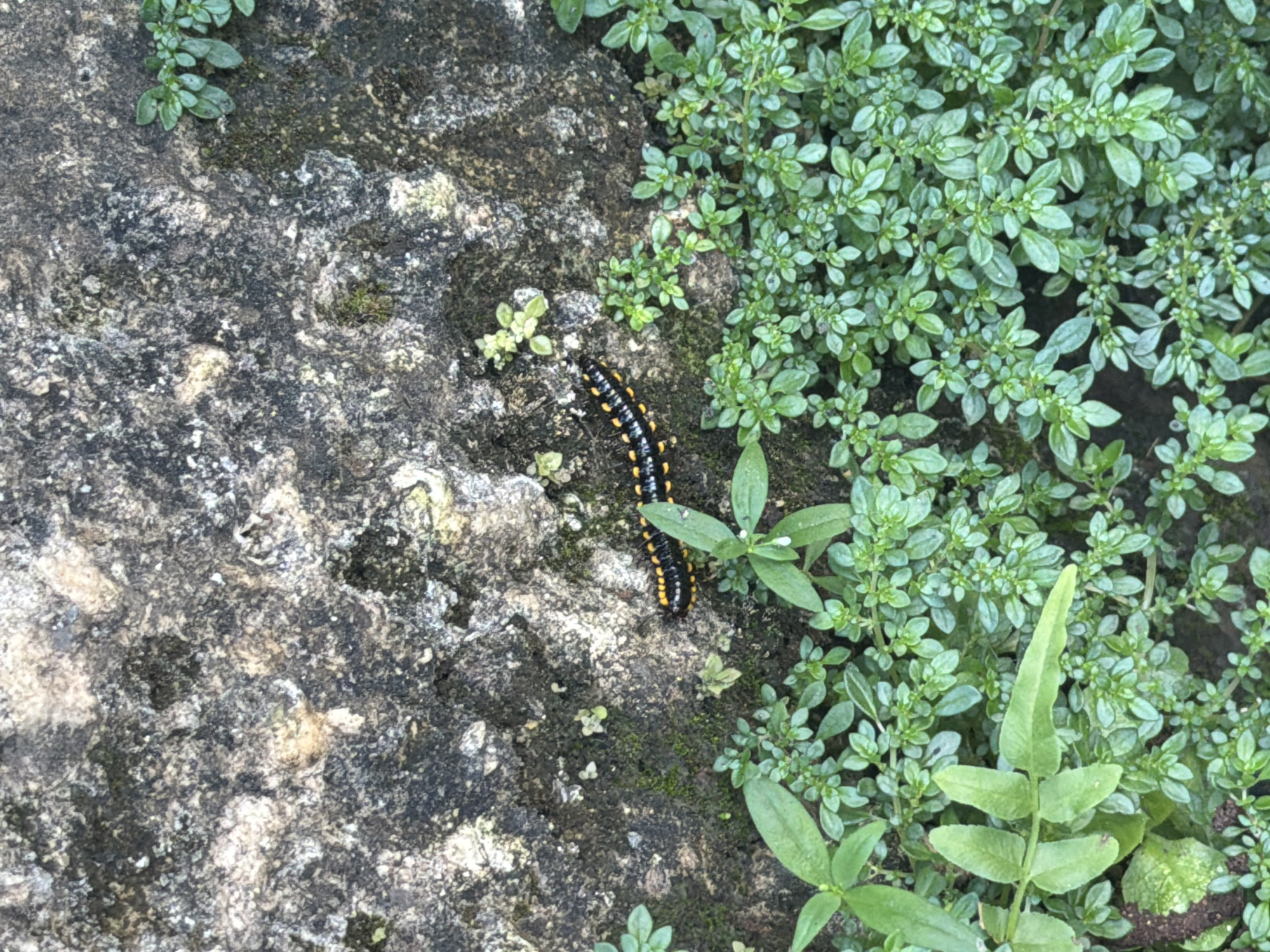 A dark-colored millipede with yellow markings crawls across a textured gray rock surface. The right side of the rock transitions to a dense patch of small, bright green plants with rounded leaves. Several larger green plants with broader leaves are interspersed among the smaller plants. The location is Unknown, Unknown.