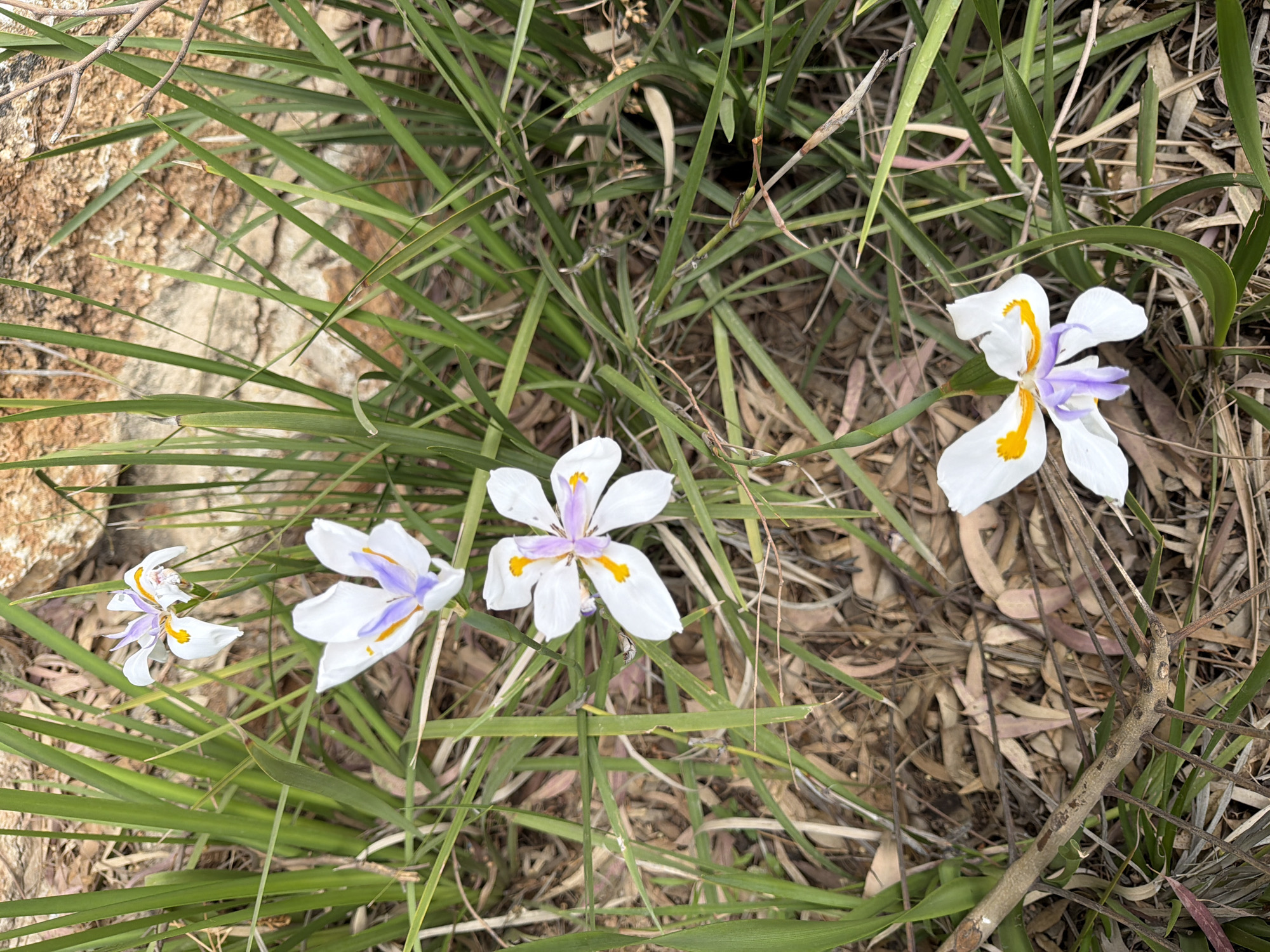 The image shows a patch of wildflowers growing among grasses and leaf litter, likely in a natural or semi-natural area. Four Dietes grandiflora flowers are visible, with white petals, purple styles, and yellow markings. They are growing among blades of green grass and dried leaves and stems. A rock is visible to the left.