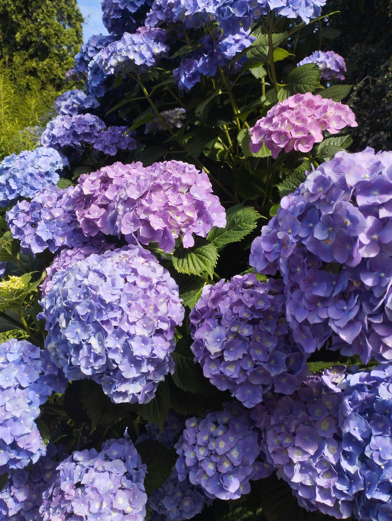 A close-up, low-angle, vertical shot captures a lush cluster of hydrangeas in various shades of purple and blue, with a hint of pink. The large, rounded flower heads fill the frame, creating a dense and vibrant display. Green leaves are interspersed among the blooms, providing a rich backdrop. The lighting suggests a sunny day, with shadows casting subtle highlights and lowlights across the petals, accentuating their delicate texture. The scene appears to be in a garden or natural setting, possibly on a sunny day.
