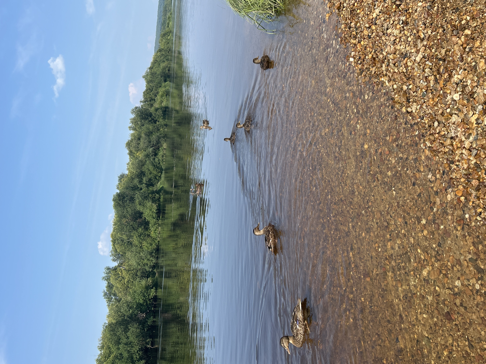 A flock of ducks swims in a wide, calm river on a sunny day. The river has clear, shallow water near the bank, revealing a bed of colorful pebbles. The opposite bank is lined with dense, green trees. The sky is blue with a few scattered white clouds. The scene is a natural landscape, likely a river or lake in a rural or undeveloped area, with no immediate indication of being in the city of Krasnovishersk, Russia.