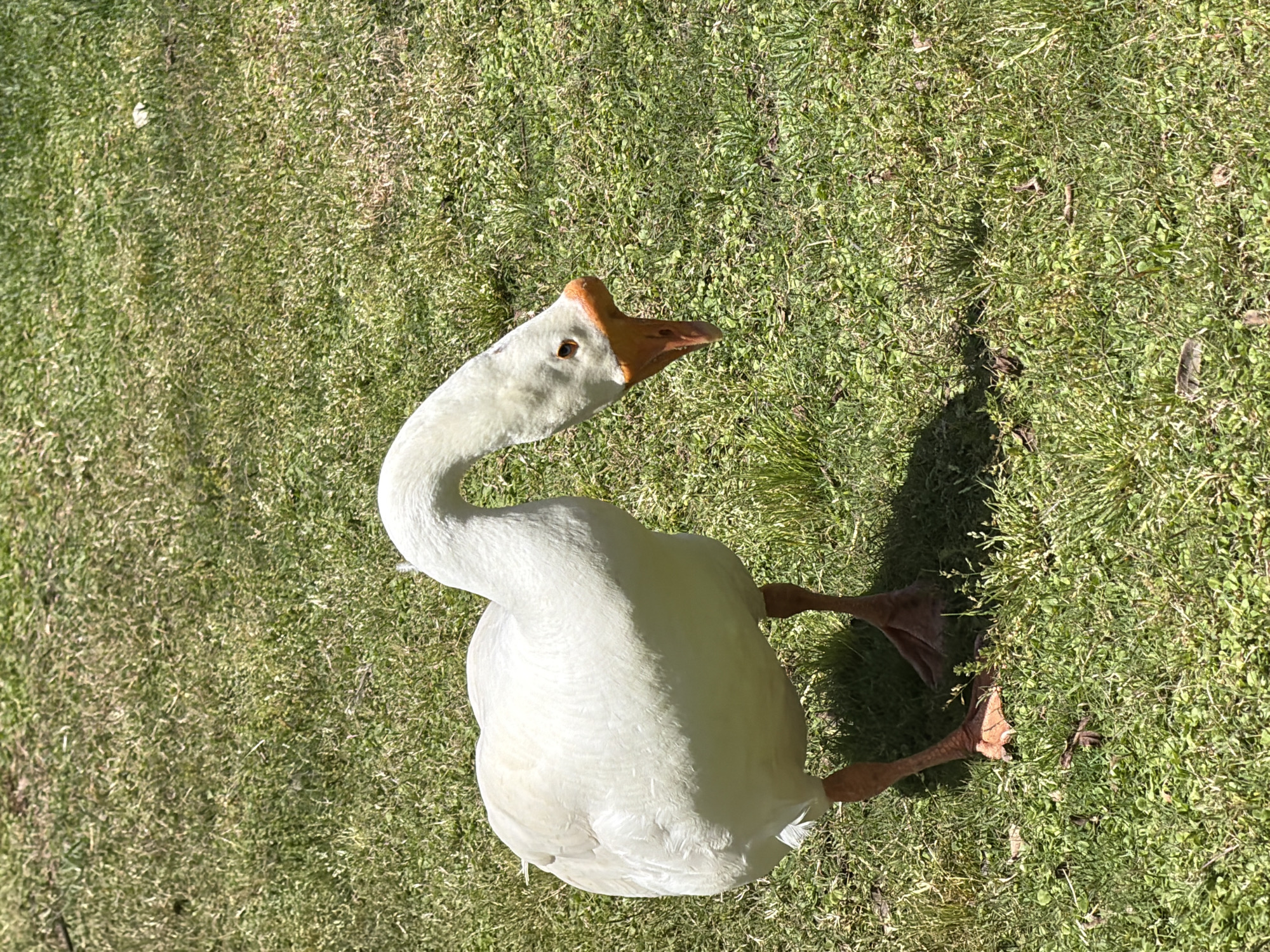 An overhead shot captures a white goose standing on green grass under bright daylight. The goose, likely a Chinese white goose, is the central subject, predominantly white with a distinctive orange knob at the base of its reddish-orange beak. Its webbed feet are also reddish-brown. The goose's head is tilted upwards and to the right, indicating it is looking in that direction, possibly at the photographer.
The setting is an outdoor grassy area, with short, vibrant green blades covering the ground, interspersed with some sparser patches. Strong shadows are cast by the goose's body and head on the grass, suggesting it is a sunny day, likely mid-day or early afternoon. The overall atmosphere appears calm and peaceful. No specific location cues are visible within the frame to confirm it is Tel-Aviv, Israel, apart from the general grassy environment. There are no people, other objects, or visible text in the image.