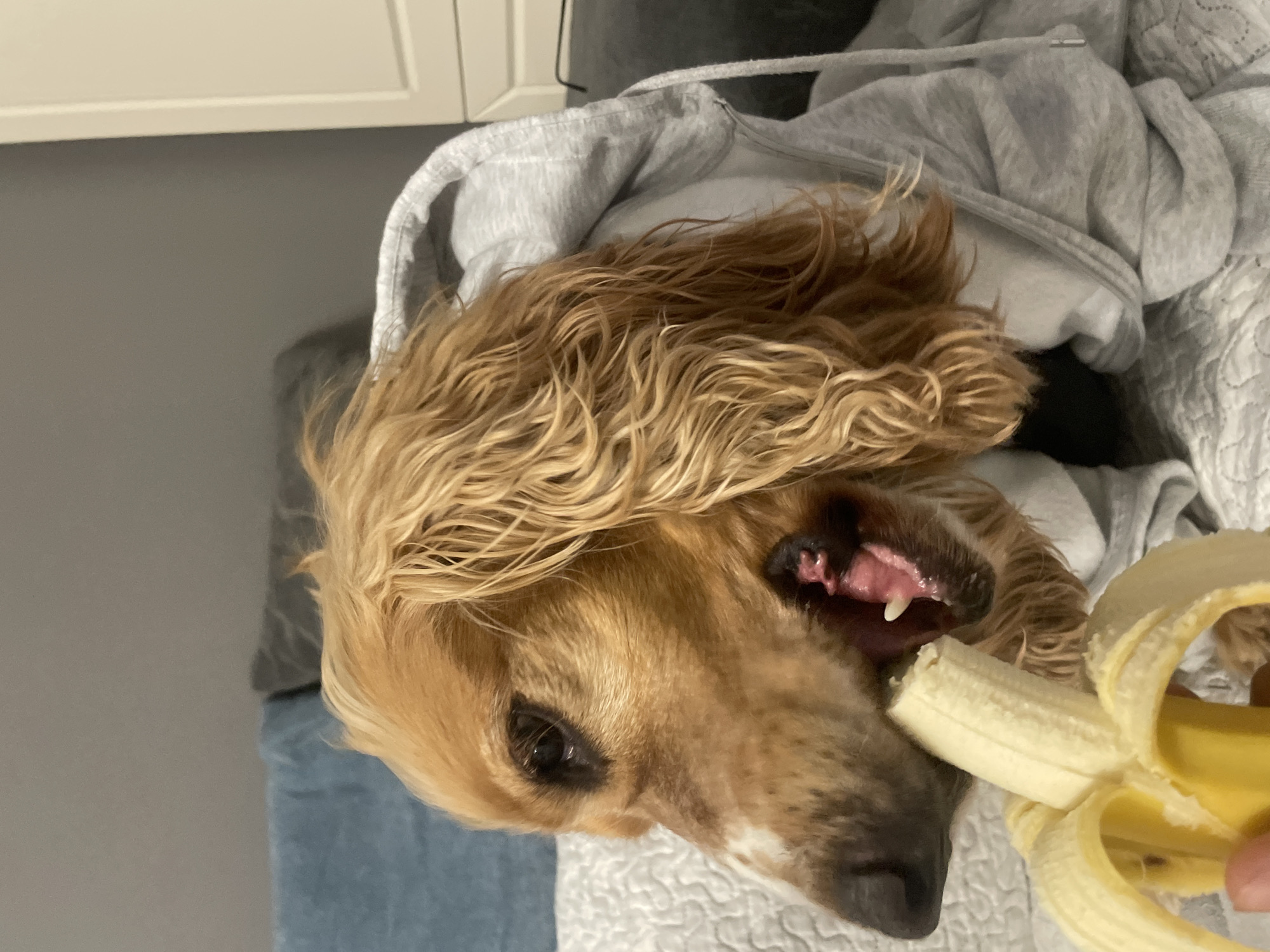 A golden-brown dog, resembling a Cocker Spaniel with wavy fur, is captured in a close-up, tilted shot as it enjoys a banana. The dog is wearing a grey hooded sweatshirt and is snuggled into a white, quilted blanket or comforter. Its mouth is open, with a visible tooth, as it appears to be biting into a partially peeled banana, which is held by an unseen hand in the lower right of the frame. The dog's dark eyes are focused intently on the fruit.
The background features a plain grey wall in the upper left, above a narrow cream-colored surface that might be a cabinet or shelf edge. A soft blue fabric, possibly another blanket or part of a sofa, is visible in the lower left portion of the image. The lighting suggests an indoor, cozy setting, indicating a quiet moment. The overall scene conveys a sense of comfort and contentment as the pet enjoys its snack. No text is visible in the image. This domestic scene takes place in Razgrad, Bulgaria.