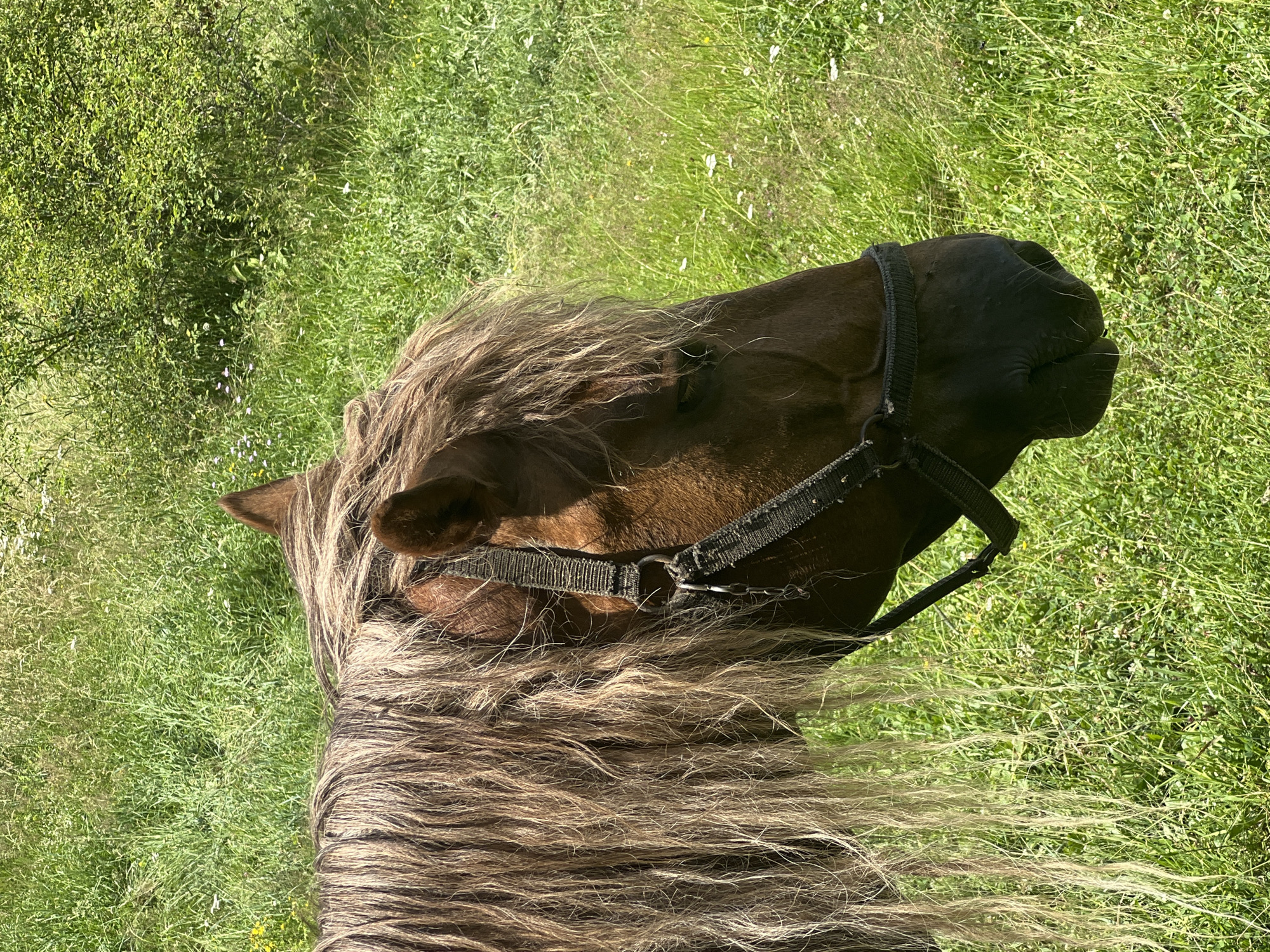 A brown horse stands in a field of tall green grass. The horse's mane is long and blonde, and it has a black halter on. The background is filled with more green grass and some bushes. The image appears to be taken on a sunny day.