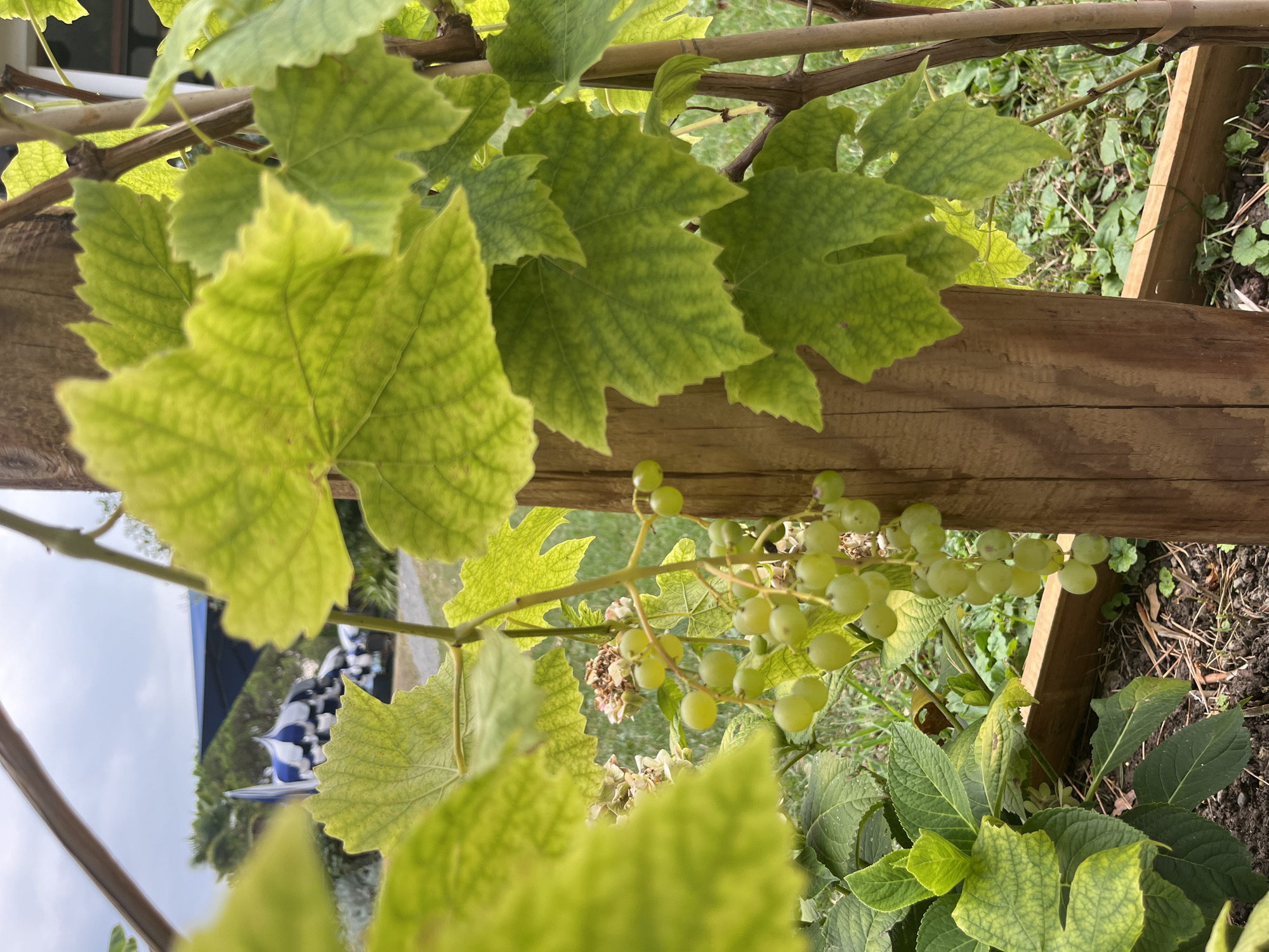 A bunch of unripe green grapes hangs on a vine next to a wooden post in a garden. In the background, out of focus, a blue and white striped structure is visible, possibly a tent or a park attraction. The leaves of the vine are a vibrant green, some showing slight yellowing. The ground is covered with soil, dry leaves, and some scattered greenery. The scene appears to be an outdoor setting, likely a garden or vineyard. The presence of a potentially recreational structure in the background suggests an urban or semi-urban environment. The sky is overcast.