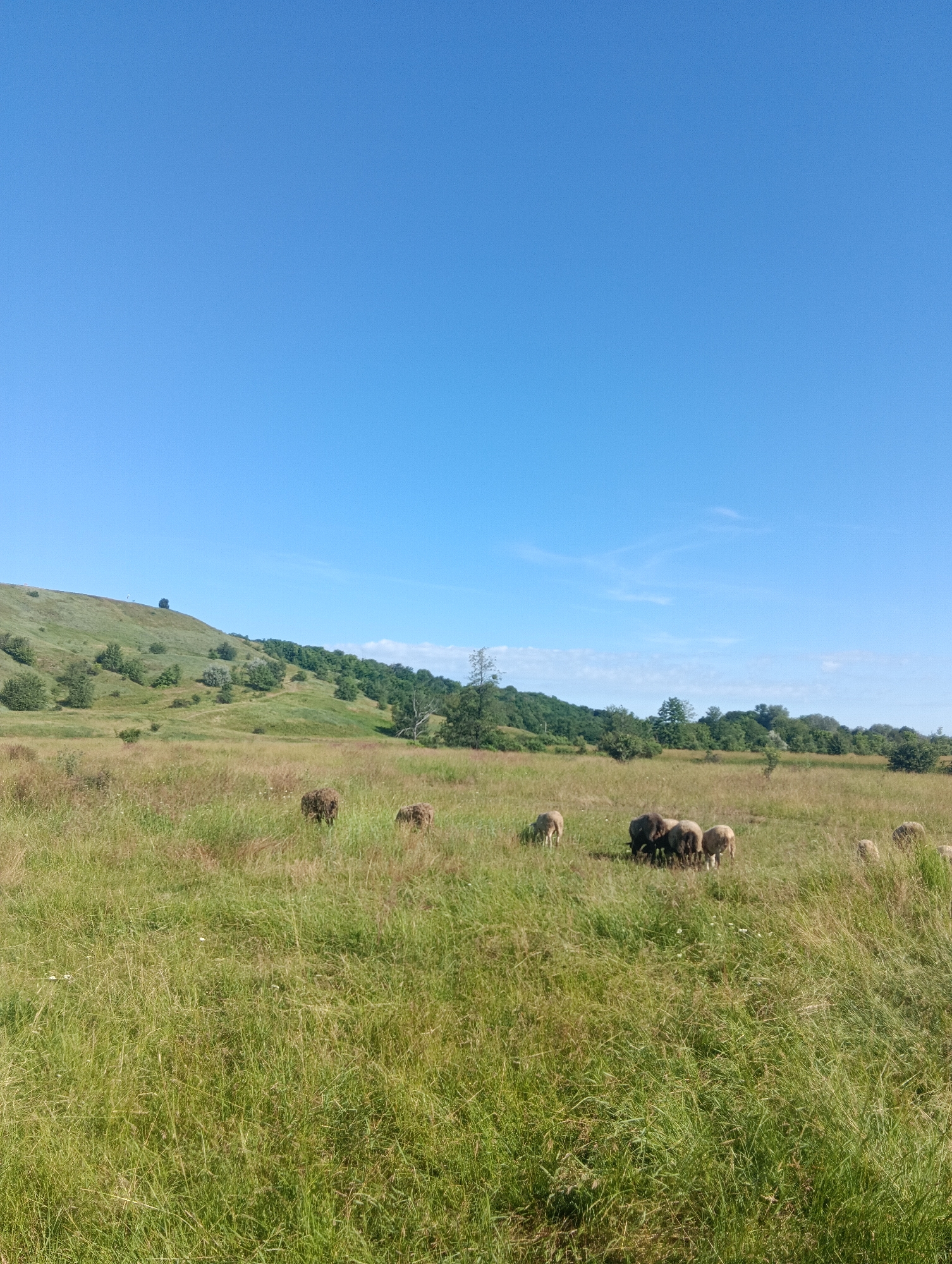 In a grassy field under a clear blue sky, a small flock of sheep grazes. The landscape is gently rolling, with green hills in the background dotted with trees. Some of the sheep are clustered together, while others are more spread out. The grass is tall and appears to be a mix of green and dry stalks. The scene is peaceful and pastoral, suggesting a rural or natural environment.