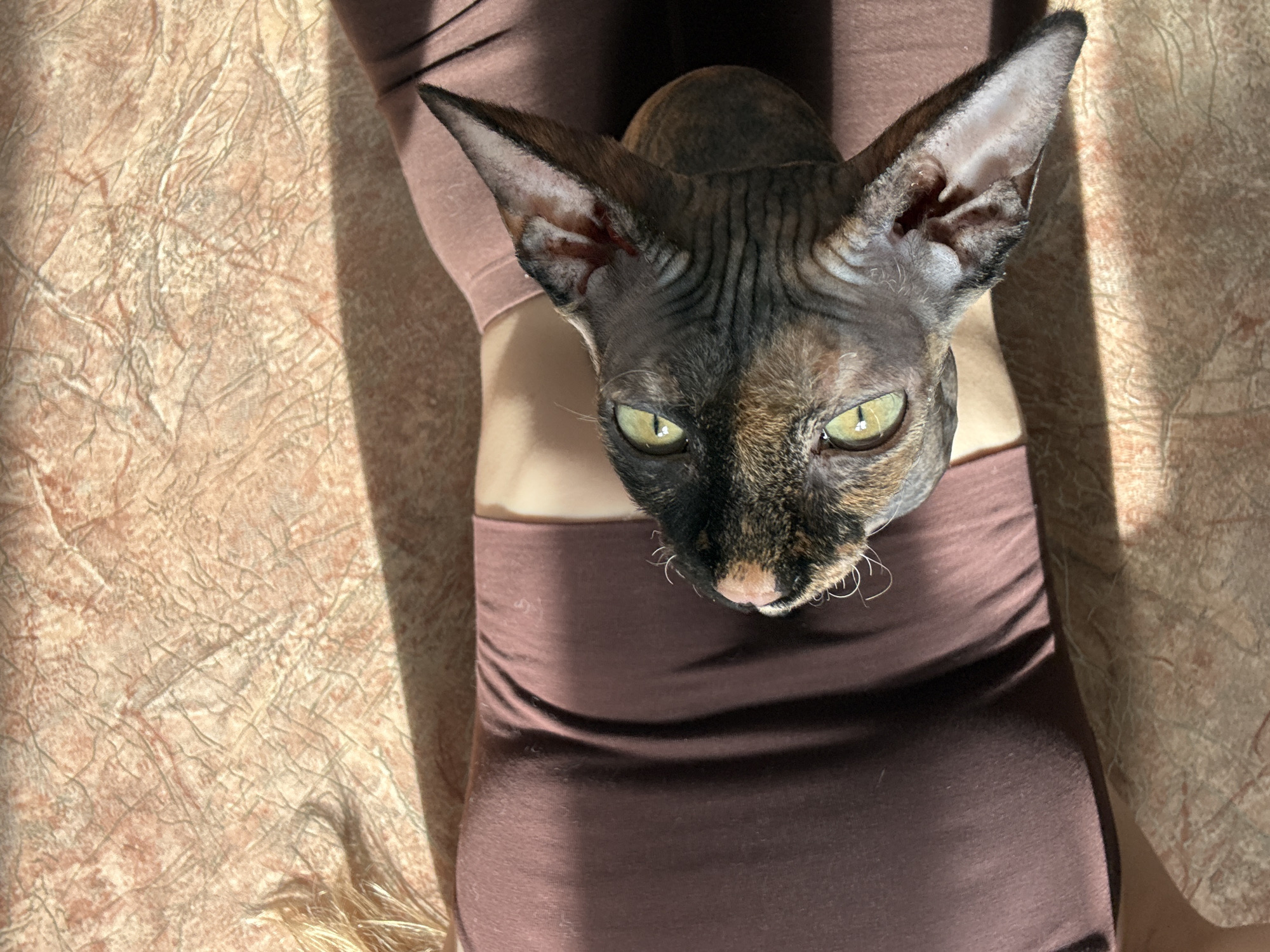 An eye-level shot captures a Sphynx cat resting on a person's lap or chest, looking directly at the viewer. The cat, with its distinctive wrinkly skin and large pointed ears, features a striking tortoiseshell pattern of dark grey/black and lighter brown/orange patches. Its intense, bright green eyes are a focal point. One of the cat's ears shows some reddish tones on the inner surface. Short, fine whiskers are visible around its muzzle.
The person is visible from the mid-chest to the upper thighs, wearing form-fitting, dark brown or plum-colored clothing, possibly a top and leggings, that appears seamless. The cat is positioned centrally on the person's abdomen.
The setting appears to be indoors, likely a home, with a textured background that could be wallpaper, a blanket, or a rug, in shades of light brown and beige with a crinkled or organic pattern. Strong, diagonal lines of sunlight and shadow indicate that the image was taken during the daytime, possibly morning or late afternoon, with light streaming in from a window. There is no visible text in the image.