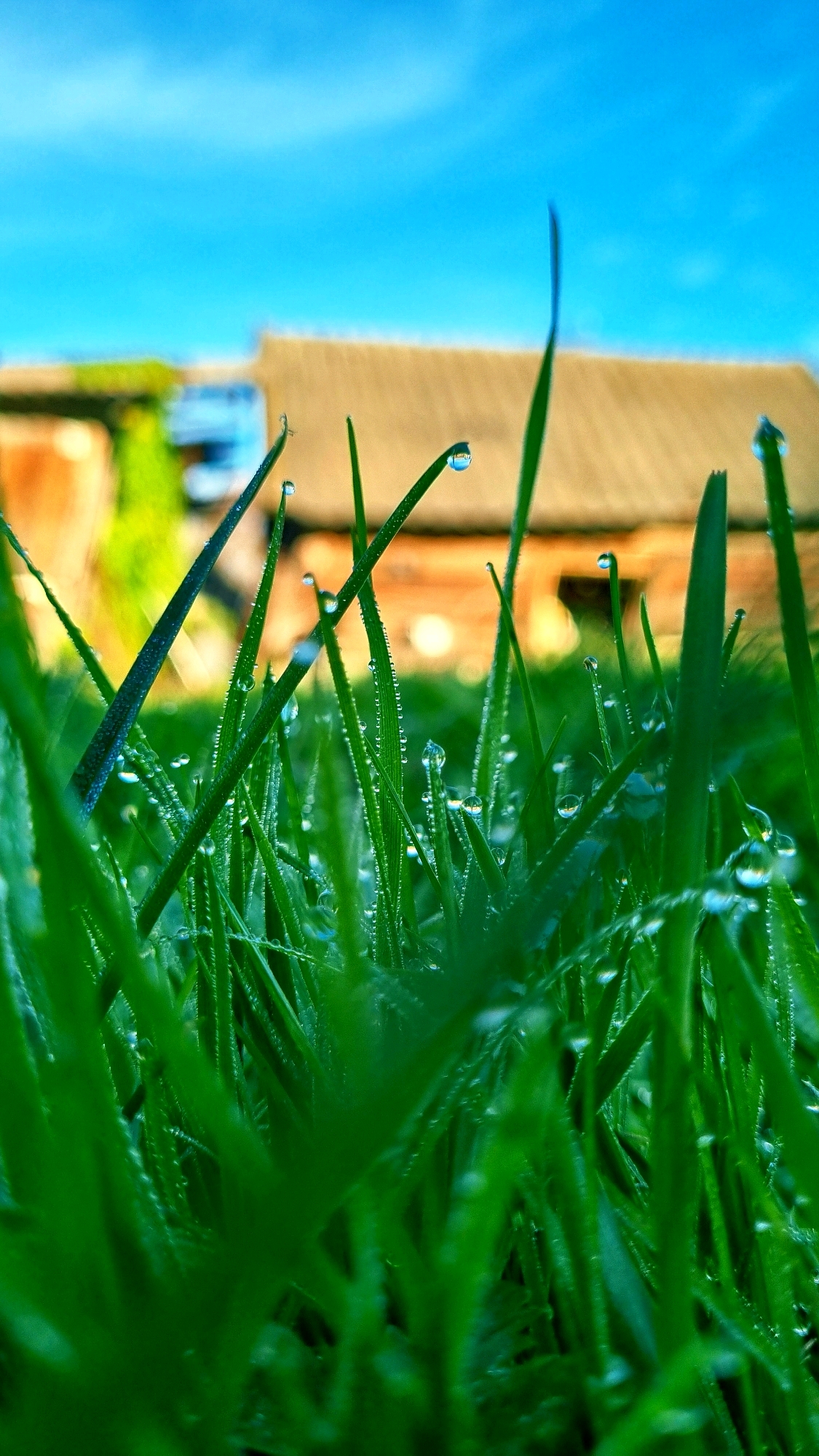 A low-angle, close-up, vertical shot captures dew-covered blades of grass against a bright blue sky and a blurred background of a building. The grass is lush and vibrant green, with numerous water droplets clinging to the individual blades. Some of the droplets are large and spherical, reflecting the environment around them, while others are smaller and form a glistening sheen. In the mid-ground, a light brown building with a tiled roof is visible, out of focus, and appears to be a residential structure, possibly with windows. The building's muted colors contrast with the vivid green of the grass and the intense blue of the sky. The overall impression is one of a serene, early morning scene in a natural or semi-natural setting, likely a garden or lawn. The image does not depict any people or overt actions, focusing instead on the details of nature and its immediate surroundings. The location is Vysokoe, Russia.