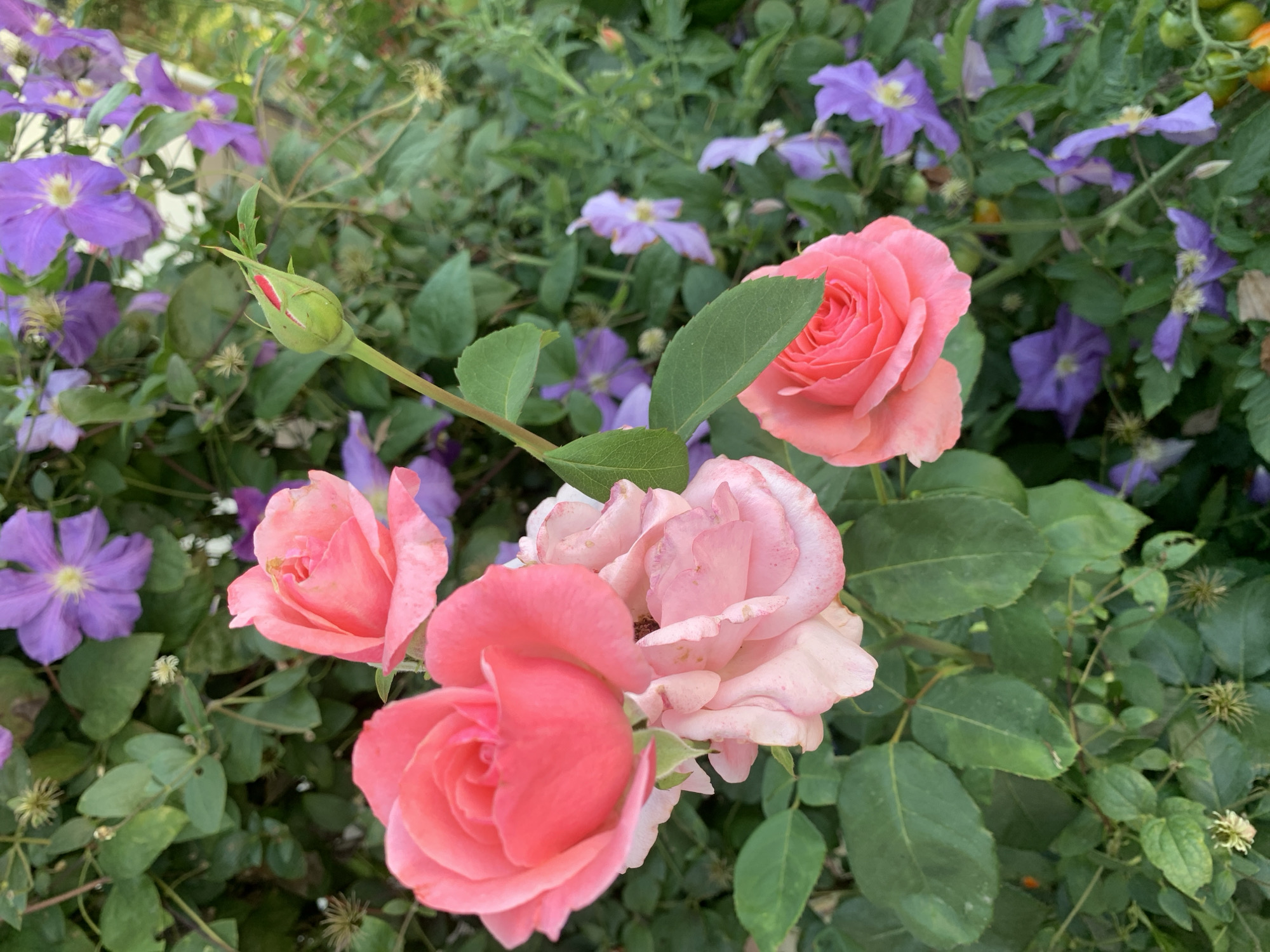 A close-up, high-angle shot captures a cluster of pink roses and purple clematis flowers against a backdrop of green foliage. The roses, ranging from a vibrant coral pink to a softer blush pink, are in various stages of bloom, with one tightly furled bud showing a hint of red. The clematis flowers are a soft violet-purple, with delicate yellow centers. The leaves of both plants are a deep green, some appearing lush and healthy, while others show signs of age or slight damage. The scene is set in a garden, likely in the city of Kolomyia, Ukraine, given the context. There are no people or visible animals in the image. The lighting suggests it is daytime, possibly late afternoon, with soft, diffused light. The overall impression is one of natural beauty and a well-maintained garden environment.