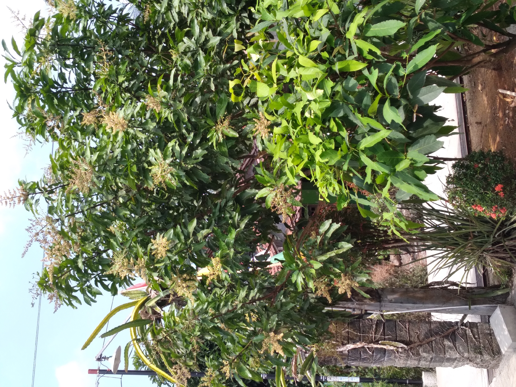 The image depicts an outdoor scene in Pandak, Indonesia, characterized by lush vegetation and a clear sky. In the foreground, a collection of plants, including spiky succulents and a bush with small red flowers, are visible. To the left, a tall, weathered pillar wrapped in vines stands next to a similar structure. Dominating the mid-ground and background are two trees. The tree on the left is laden with numerous small, light-colored blossoms, suggesting it is in bloom. The tree on the right has dense, green foliage. In the distance, a reddish-brown tiled roof of a building peeks through the leaves. A white lamp fixture is attached to a pole on the far left of the image, near some power lines. The ground appears to be a mix of soil and paved areas. The scene suggests a tropical or subtropical environment, likely a garden or yard within Pandak.
