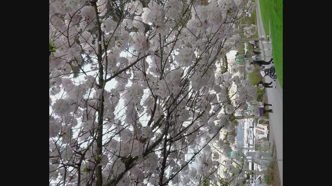 The image shows a street in Vancouver, Canada, with blooming cherry trees. In the foreground, branches laden with white cherry blossoms hang over a sidewalk. Further down the sidewalk, several people are walking. A person is pushing a stroller, and another person is walking beside them. Two other individuals are walking in the opposite direction. In the background, there are parked cars and a body of water with boats, suggesting the location is near the False Creek waterfront. The scene depicts a pleasant spring day in the city.
