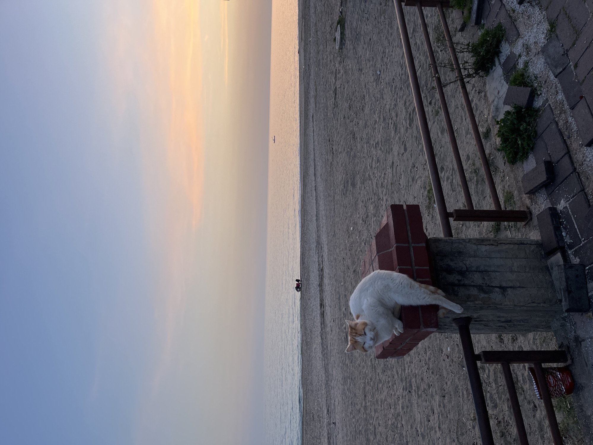 A cat rests on a brick and concrete structure adjacent to a sandy beach along a coastline. The sky is light blue transitioning to orange near the horizon, indicating either sunrise or sunset. In the distance, two people stand near the water's edge. To the right of the cat, a weathered brown railing and brick path are visible, along with a patch of greenery. The scene likely depicts a coastal area. It is difficult to confirm the exact location in Alanya, Turkey without more information.