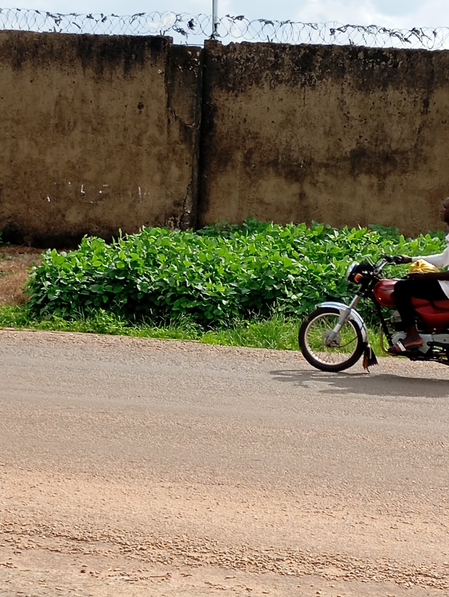 In Shendam, Nigeria, a person is riding a red motorcycle on a paved road. The motorcycle has a silver fender on the front wheel. The rider is wearing dark pants and a white shirt, with a yellow bag on their shoulder. They are wearing sandals. The motorcycle is moving from left to right in the frame. Behind the motorcycle, there is a thick patch of vibrant green vegetation and then a tall, rough-textured concrete wall topped with barbed wire. The sky is visible above the barbed wire, and it is overcast. The road surface is a light brown color with visible gravel. The scene appears to be outdoors during the daytime.