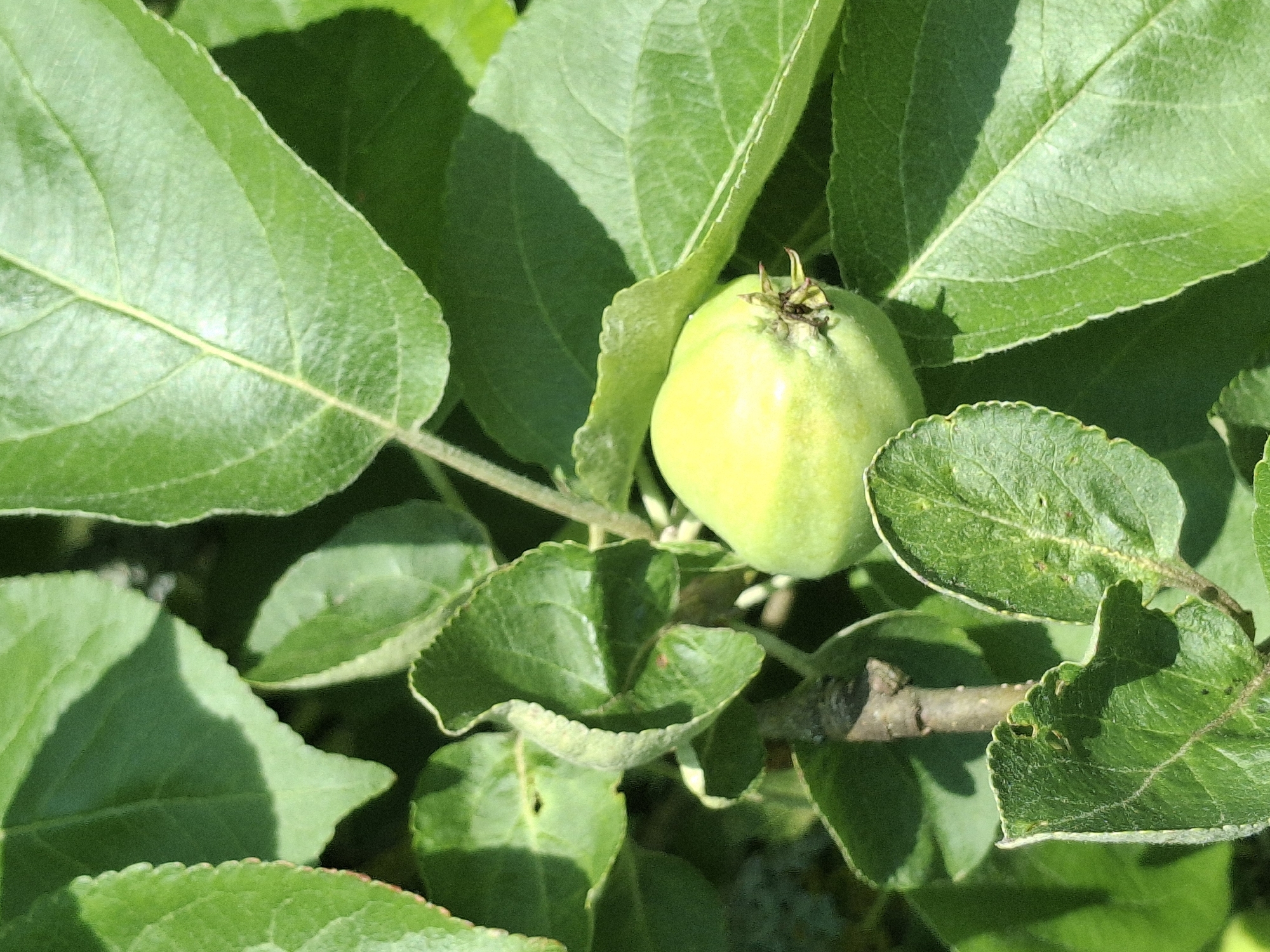 A close-up, eye-level shot captures a small, unripe green apple amidst lush foliage on a sunny day. The apple, which is the central subject, is positioned to the right of the frame, slightly off-center. It appears smooth and firm, with a faint blush of yellow on its upper curve, indicating it is early in its development. The apple is attached to a thin stem and exhibits a small, dark calyx at its base.
Surrounding the apple are numerous vibrant green leaves, characteristic of an apple tree. These leaves vary in size and shape, with some partially obscuring the fruit. The texture of the leaves is detailed, showing prominent veins and slightly serrated edges. Sunlight filters through the canopy, casting dappled shadows and highlighting the glossy surfaces of some leaves. The background is a soft blur of darker greens, suggesting other leaves and branches deeper within the tree. The overall impression is one of natural growth and the early stages of fruit development in an outdoor setting. The location of Lēdmane, Latvia, is not visually discernible from the image itself.