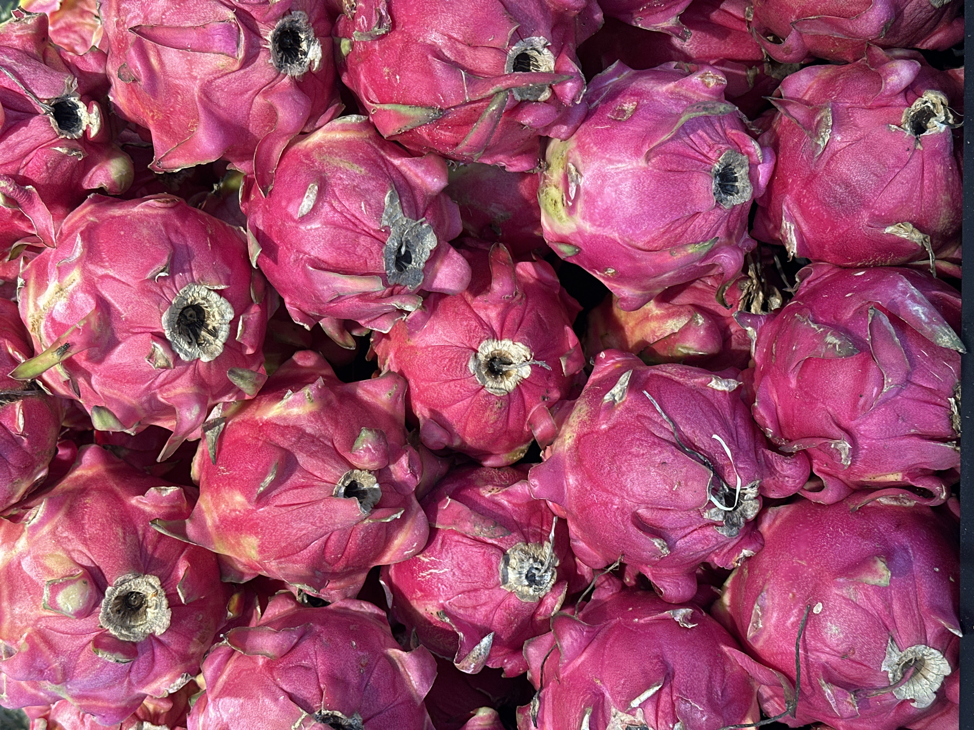 A high-angle, close-up shot captures a dense pile of vibrant pink dragon fruits. The fruits are tightly packed, with their distinctive scaly exteriors and green-tipped bracts forming a textured surface. The lighting is bright, highlighting the rich color of the fruit and casting subtle shadows. No people or specific environmental features of North Kuta, Indonesia are visible in the image.