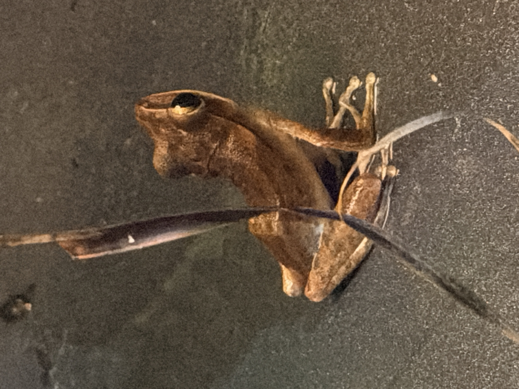 The image shows a small, brown frog sitting on a dark, speckled surface. A thin, vertical stalk, appearing to be plant matter, is positioned in front of the frog, obscuring part of its body. The frog is facing to the right, with its left eye clearly visible. Its legs are tucked beneath it, with its hind legs splayed out slightly. The surface it is on appears to be textured and granular, possibly a type of soil or gravel. The background is out of focus and a darker shade of the same speckled texture. The lighting is dim, casting subtle shadows. There is no indication of people or any specific location within the city of Ko Samui District, Thailand, other than the implied setting being outdoors or in a naturalistic enclosure.