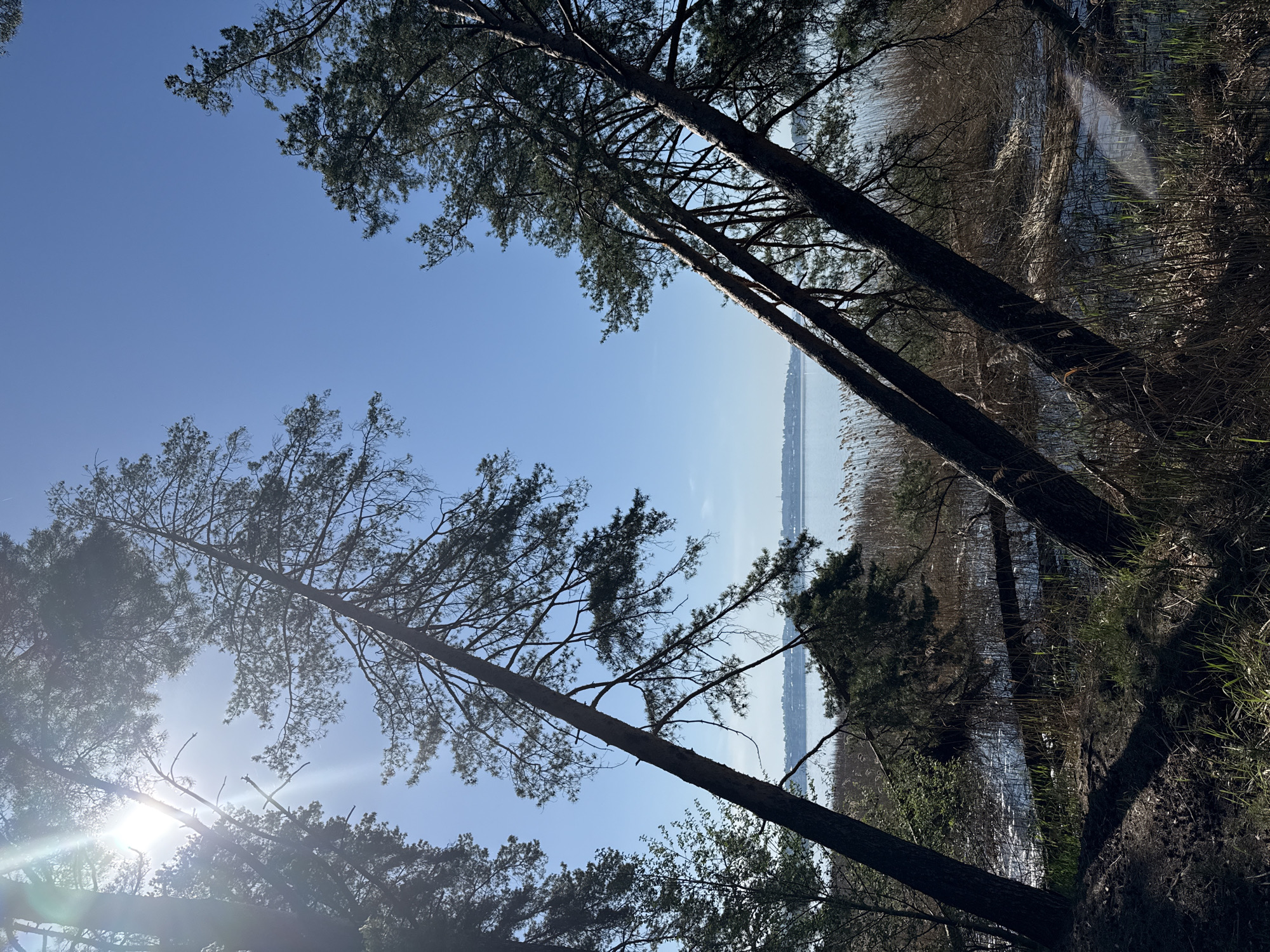 The image depicts a lakeside view in Votkinsk, Russia, framed by tall pine trees. The scene includes:
* **Environment:** A lake with a visible shoreline in the distance under a clear, blue sky. The foreground is dominated by trees and vegetation, including reeds along the water's edge.
* **Trees:** Several tall, mature pine trees are prominently featured, with their trunks angled across the frame. Branches and foliage partially obscure the sky and lake.
* **Light:** Sunlight is visible through the trees, creating bright spots and lens flare.
* **Vegetation:** A variety of grasses and shrubs fill the edges of the frame and partially obscure the view of the lake and shoreline.
* **Location:** Lakeside in Votkinsk, Russia.