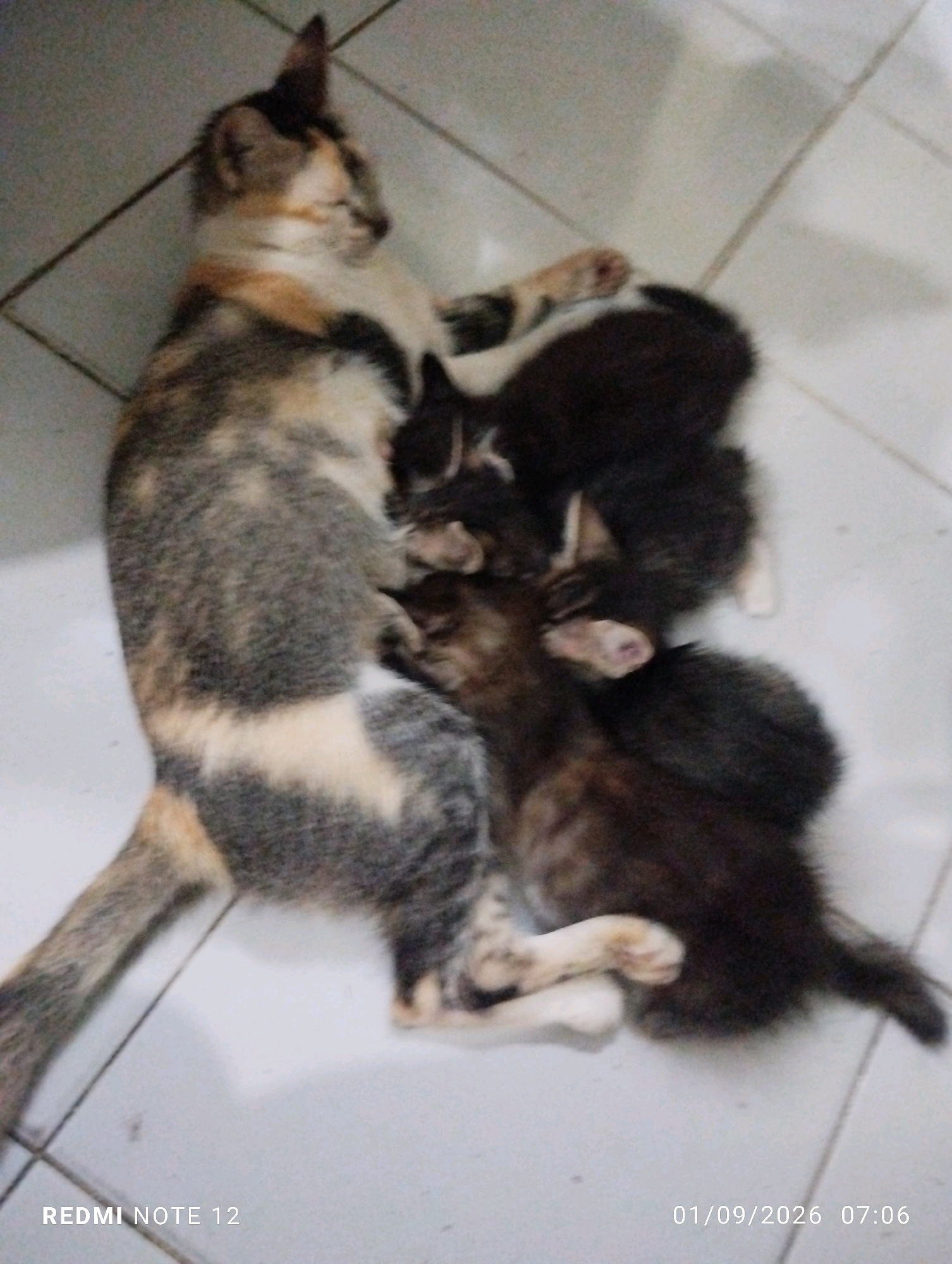 A calico mother cat is lying on a tiled floor, cuddling three kittens. The kittens appear to be dark-colored. The mother cat's fur is a mix of brown, black, and white patches. The tiled floor is a light color with visible grout lines. The image is slightly blurry, possibly due to low light conditions or camera movement. A timestamp in the lower right corner indicates the date "01/09/2026" and time "07:06." The text "REDMI NOTE 12" is also visible in the lower left corner, likely indicating the device used to take the photo. The scene appears to be indoors, in a domestic setting. There is no indication of the location being specifically in the city of Bekasi, Indonesia.