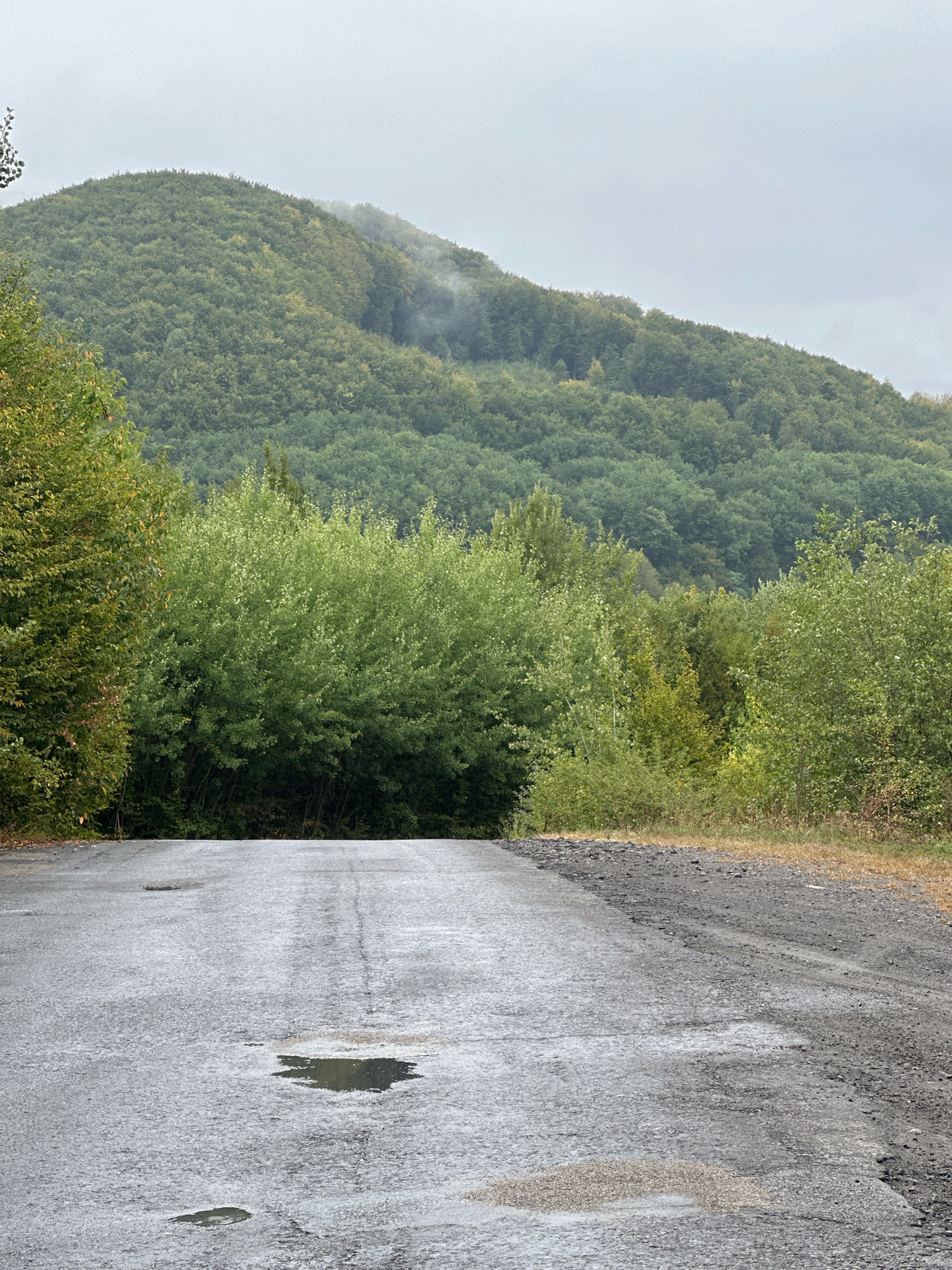 This is a vertical, medium-angle, eye-level shot of a wet, paved road leading towards a densely forested, rolling hill under an overcast sky. The road is gray and shows signs of wear, with tire tracks and several puddles reflecting the muted light. The immediate foreground is dominated by the road surface. To the left and right of the road, there are patches of dry grass and dark soil. A dense line of green trees forms a wall behind the road, obscuring the ground. The hill in the background is covered in a dense canopy of trees, with some areas appearing slightly misty or foggy, particularly on the upper slopes. The overall impression is one of a rural or semi-rural setting in Turytsia, Ukraine, likely during a damp or rainy day. There are no people or animals visible in the frame.