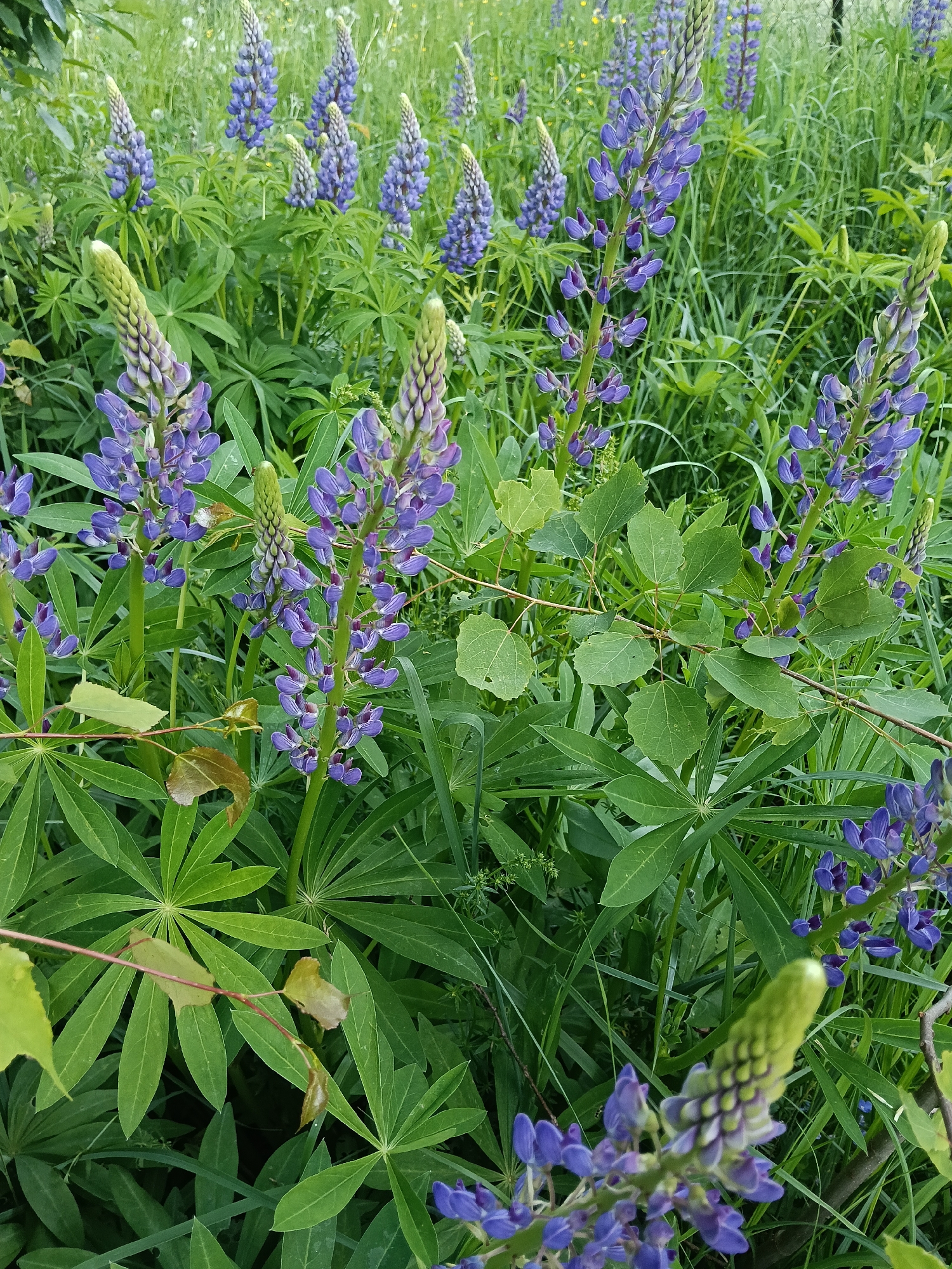 This media file captures a vibrant outdoor scene filled with lush green foliage and numerous purple lupine flowers, located in Красный Маяк, Russia. The primary subjects are the tall, spiky inflorescences of lupines, displaying various shades of blue and purple, from fully open blossoms to tightly packed green and purple buds. The distinctive palmate leaves of the lupine plants are prominent, contributing to the dense green undergrowth.
Interspersed among the lupines are other types of vegetation, including slender blades of green grass and a plant with rounded, heart-shaped green leaves on slender, reddish-brown stems, possibly young aspen or poplar. The overall setting appears to be a field, meadow, or an overgrown garden, characterized by a wild and natural aesthetic.
No specific activity or event is taking place; the image is a static portrayal of a floral landscape. The lighting suggests it is daytime, possibly under an overcast sky or during the softer light of morning or late afternoon, as there are no harsh shadows. The colors are rich and saturated, indicating a healthy and thriving ecosystem. There are no people, man-made objects other than possibly a very faint hint of a fence in the background of one cropped image, or any visible text. The scene evokes a sense of natural beauty and tranquility.